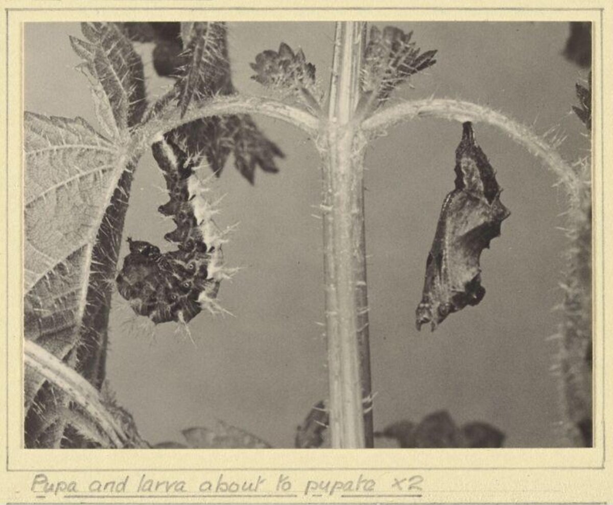 Pupa and Larva About to Pupate