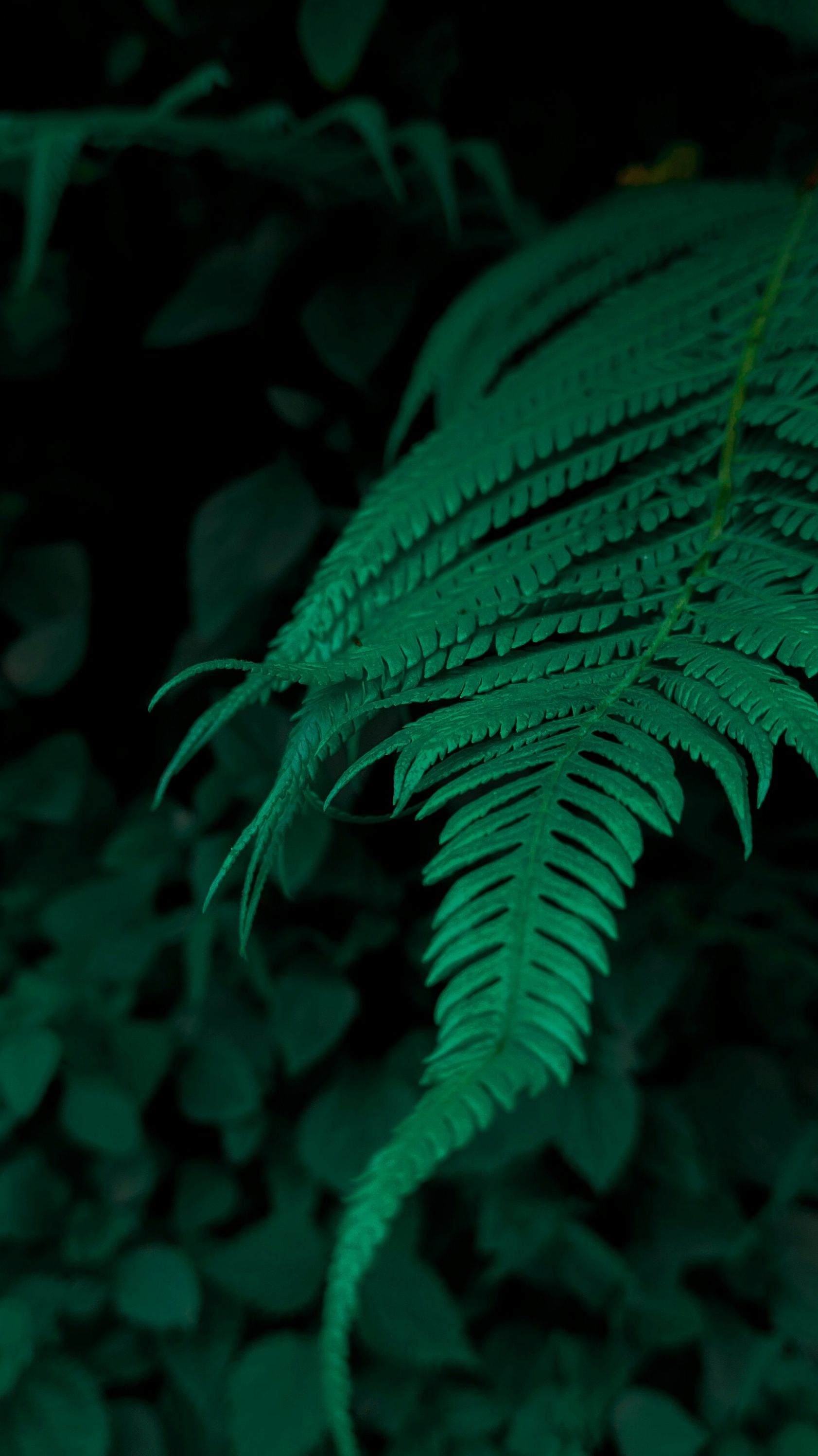 Wallpapers