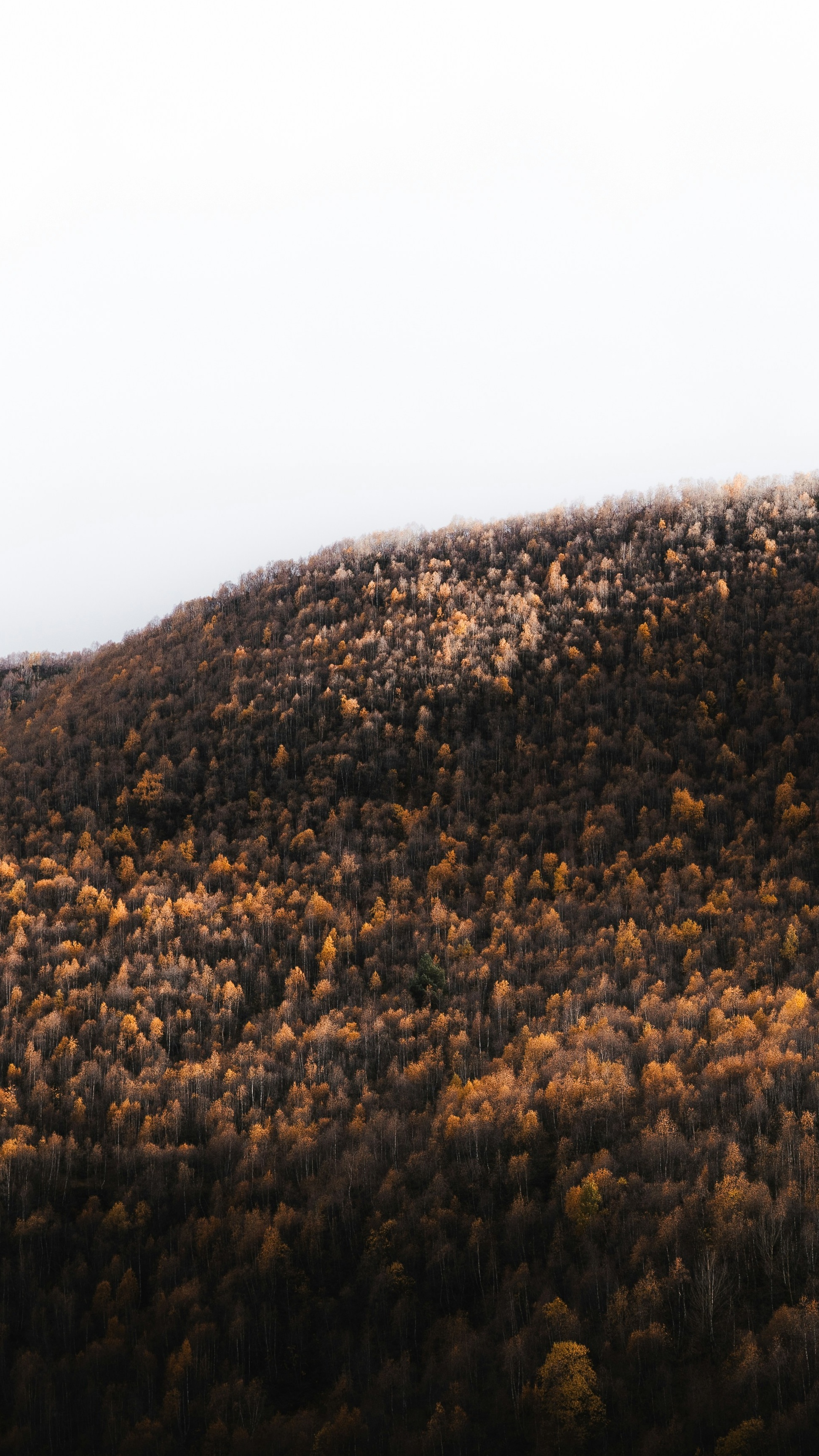 Autumn Forested Hillside