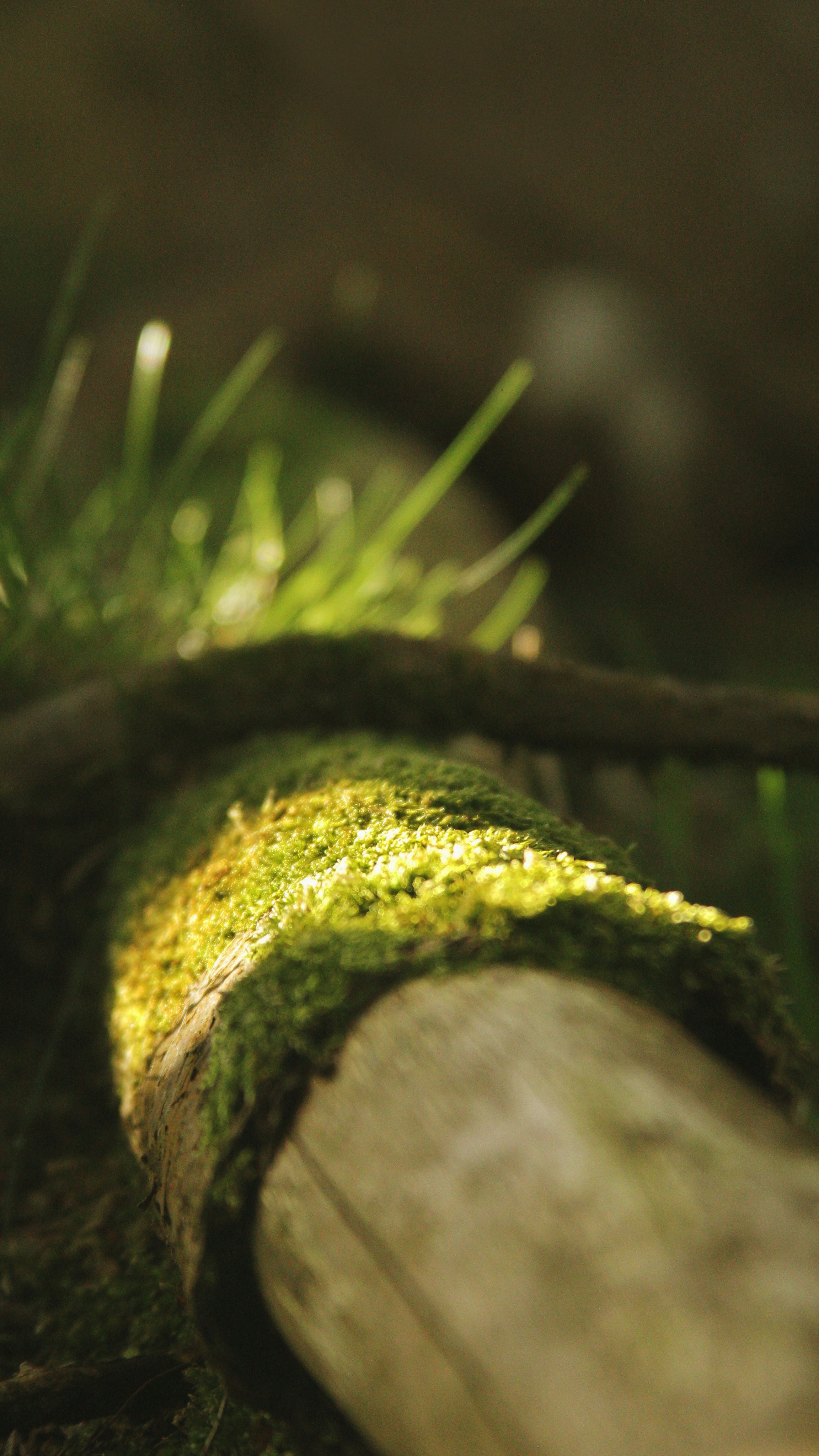Moss Covered Fallen Log