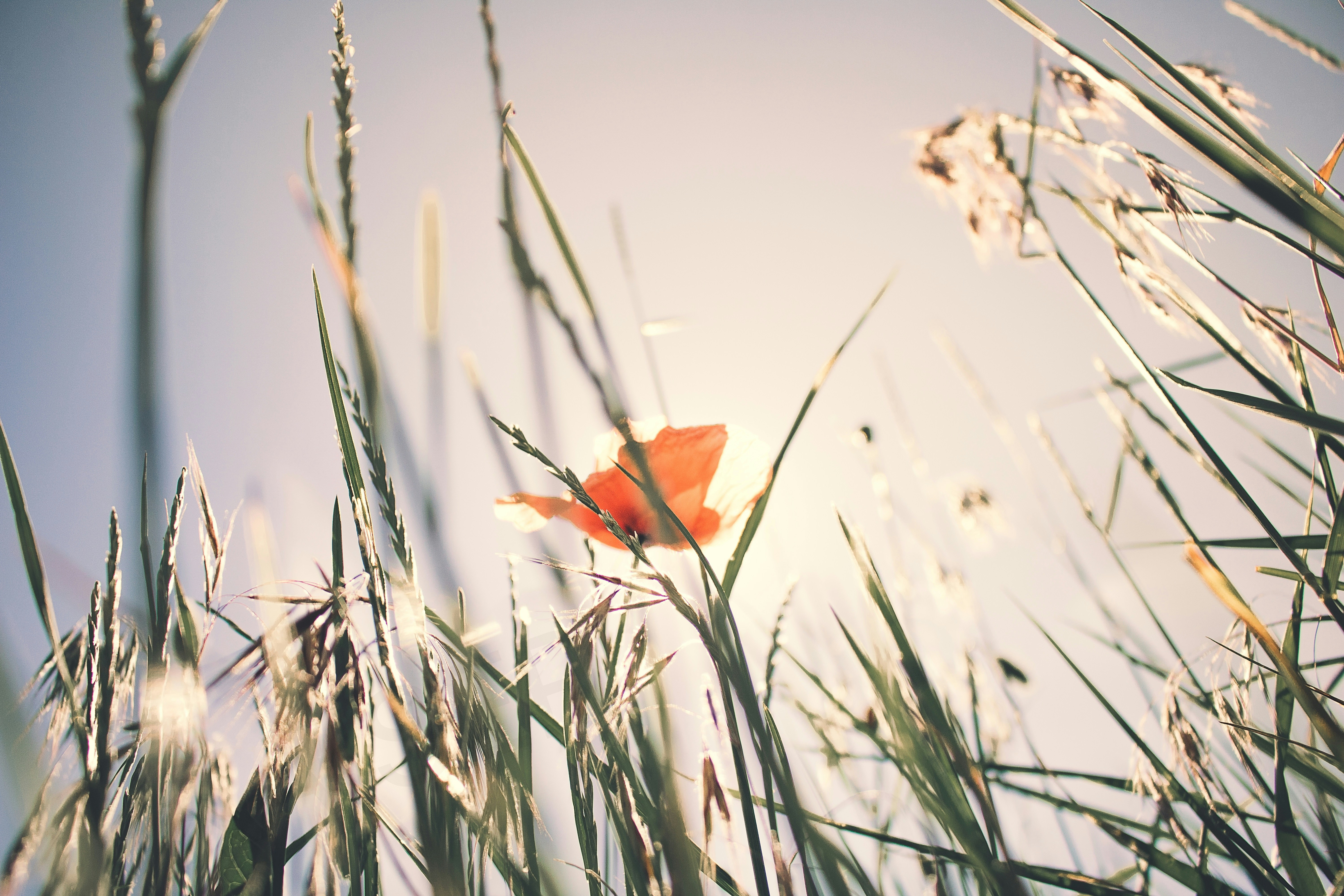 Red Poppy Among Wild Grass