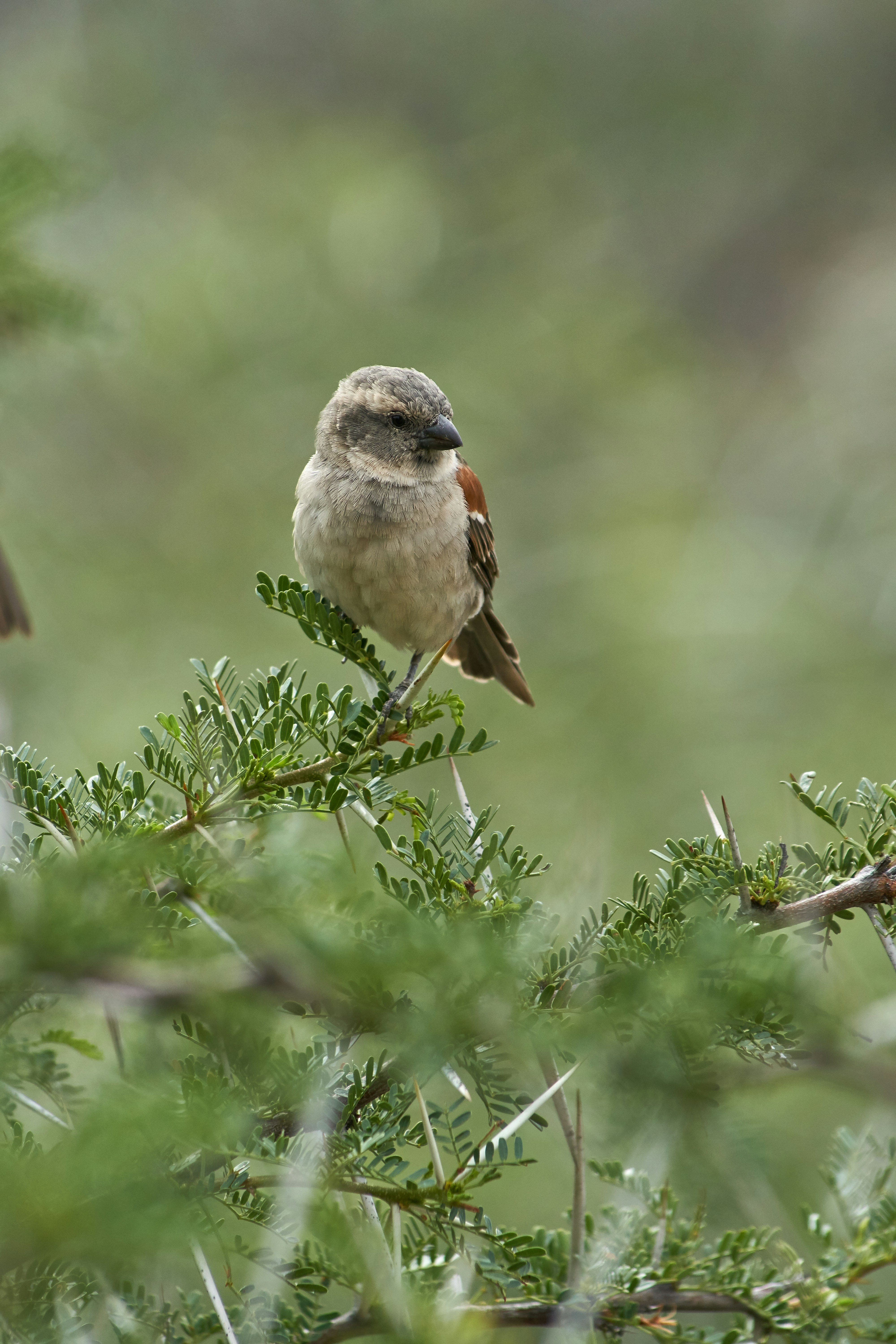 Sparrow Perched on Thorny Shrub