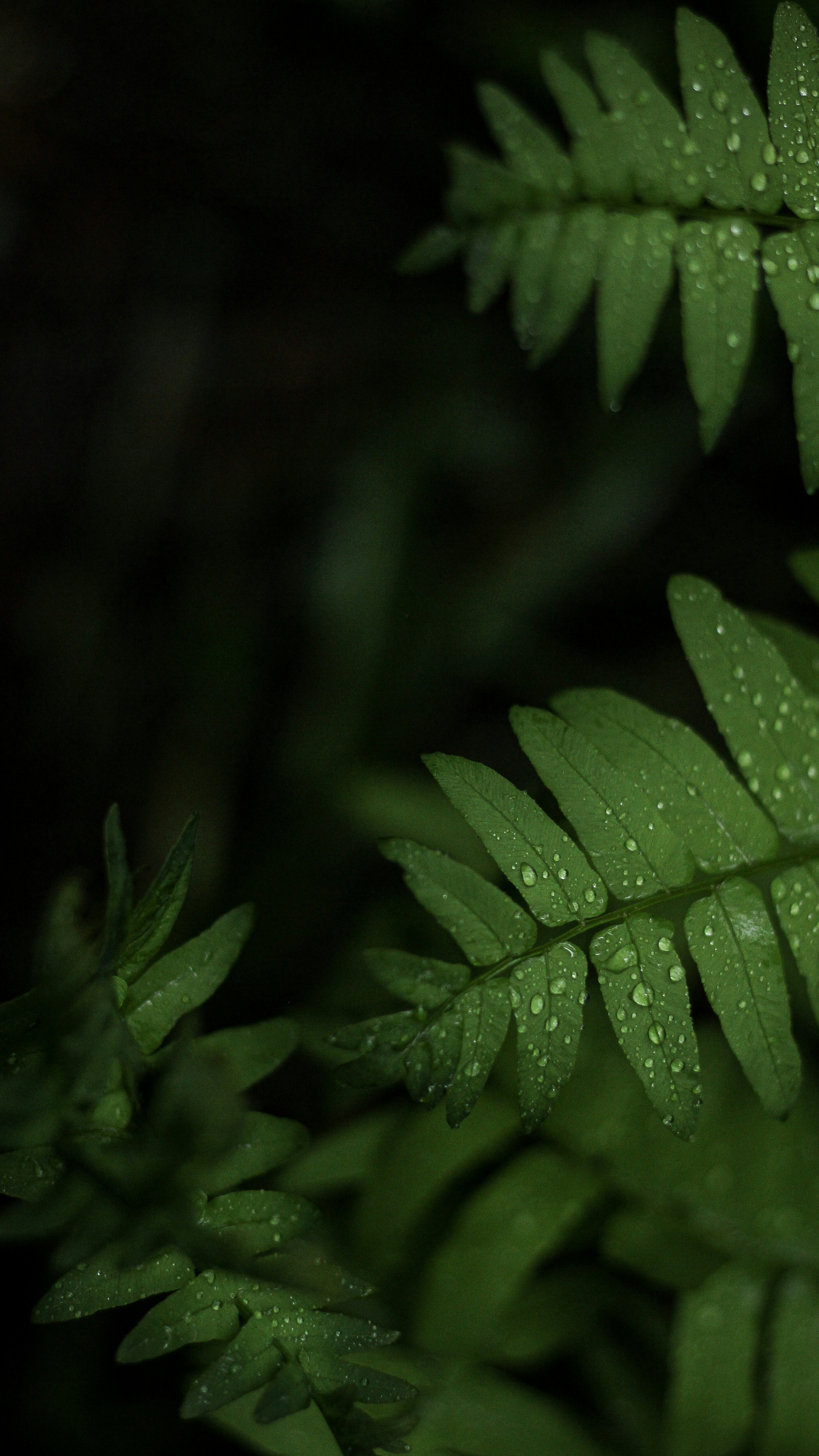 Fern Fronds with Water Droplets