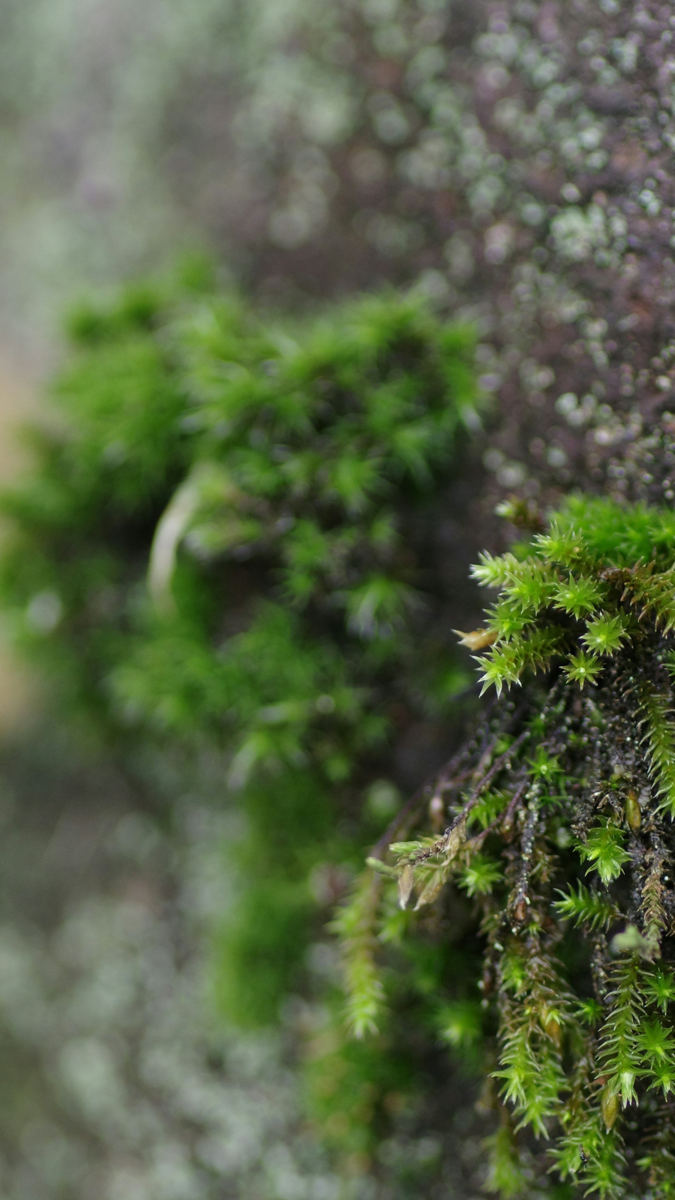 Forest & Flora