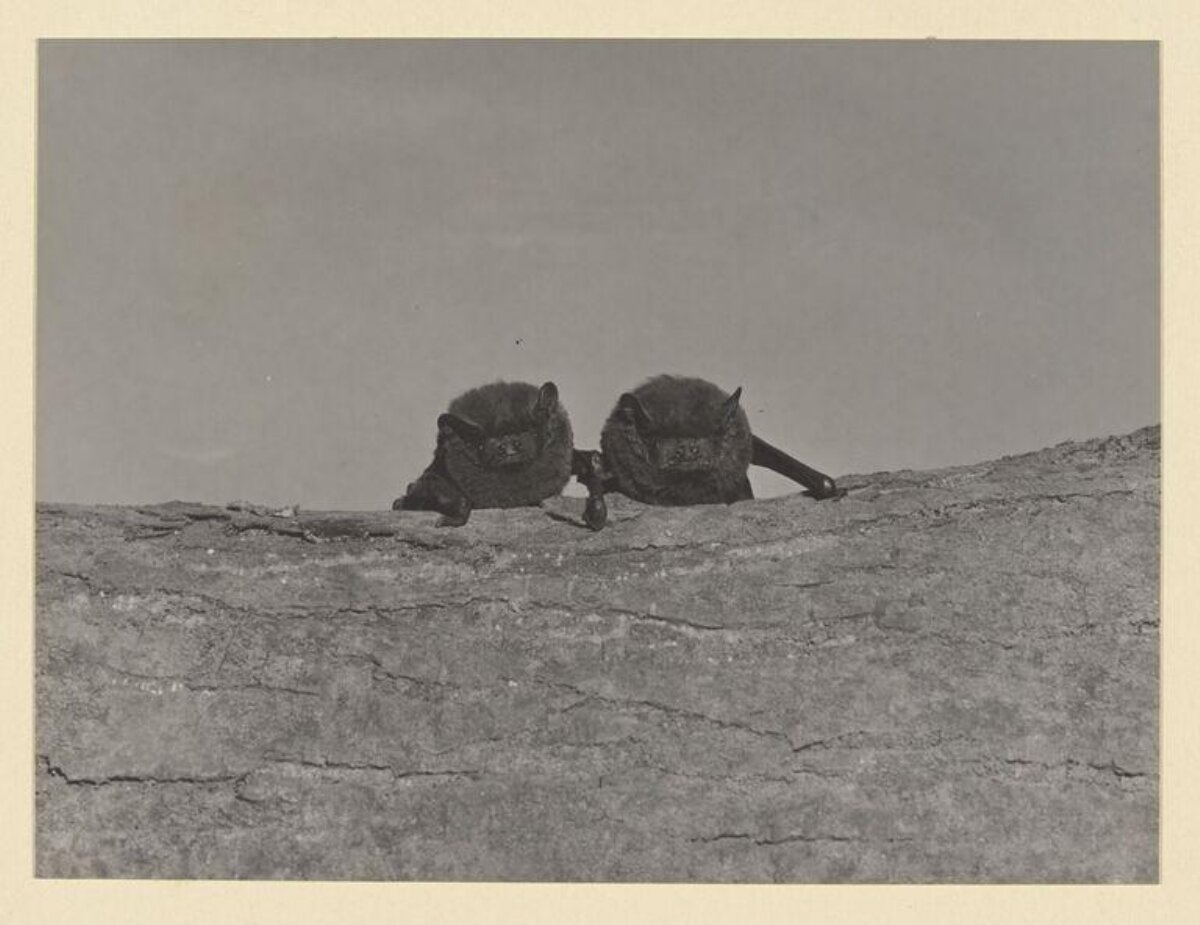 Two Bats Resting On Rock
