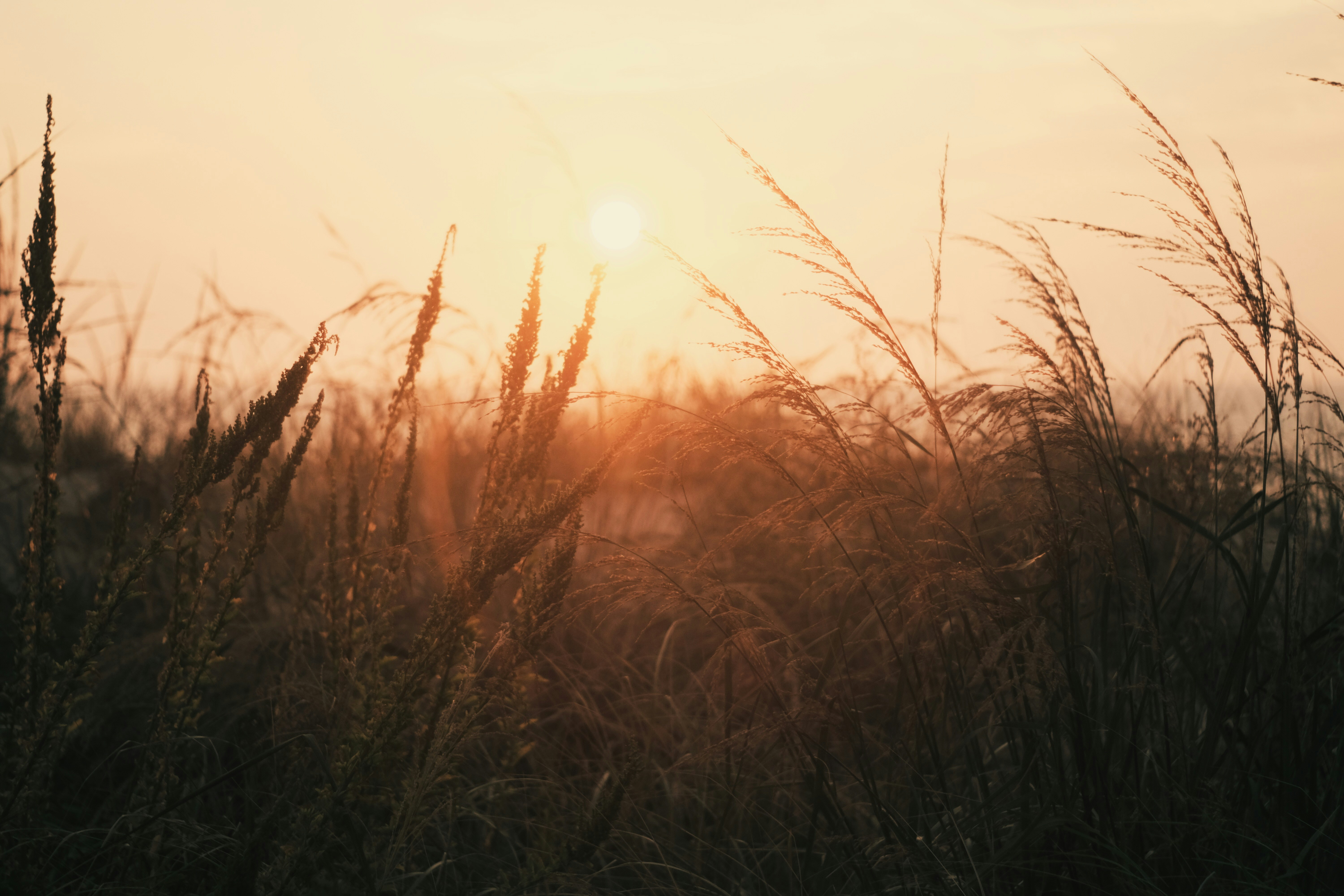 Wild Grasses at Sunset