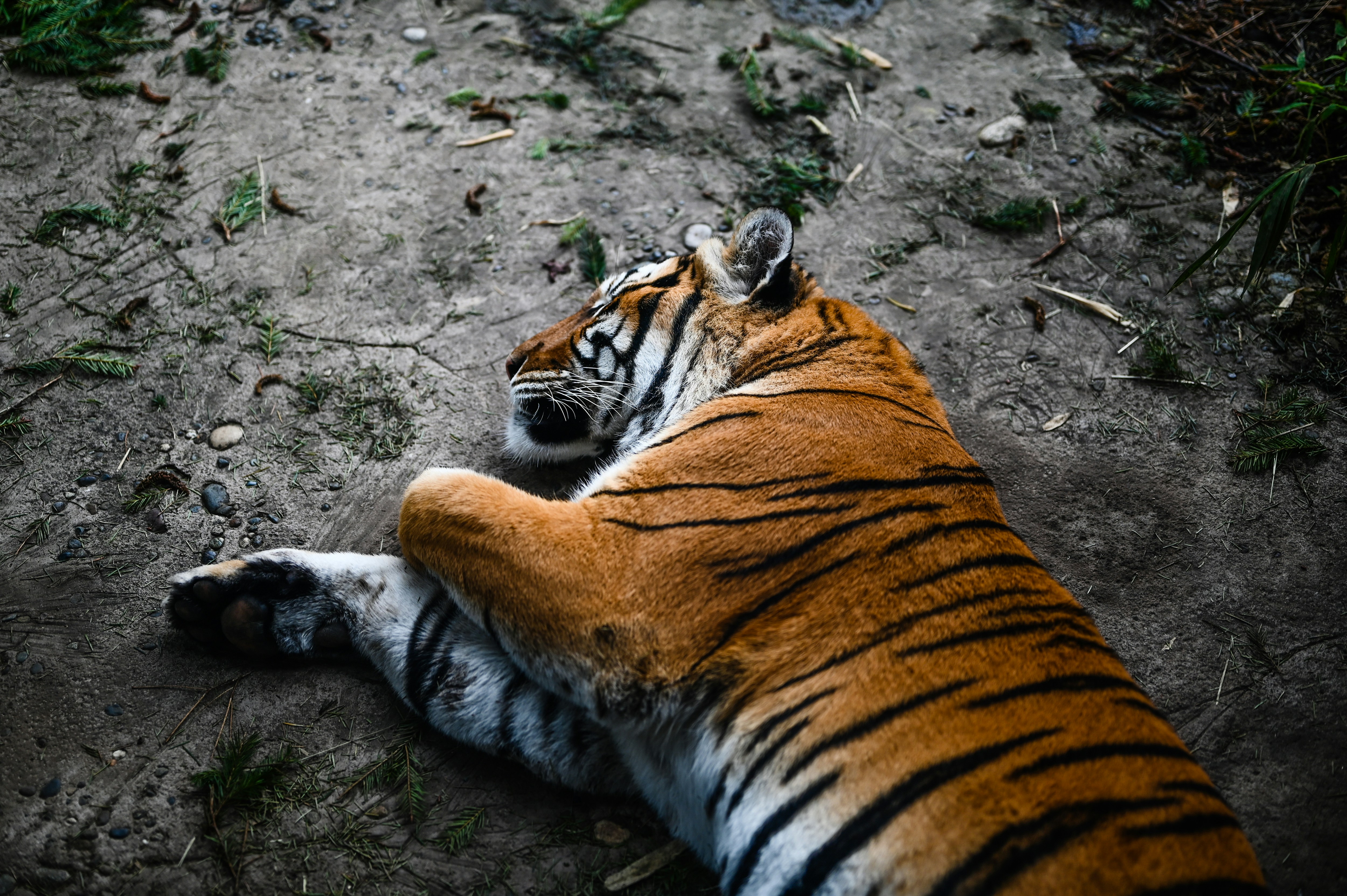 Tiger Resting On Dirt Ground