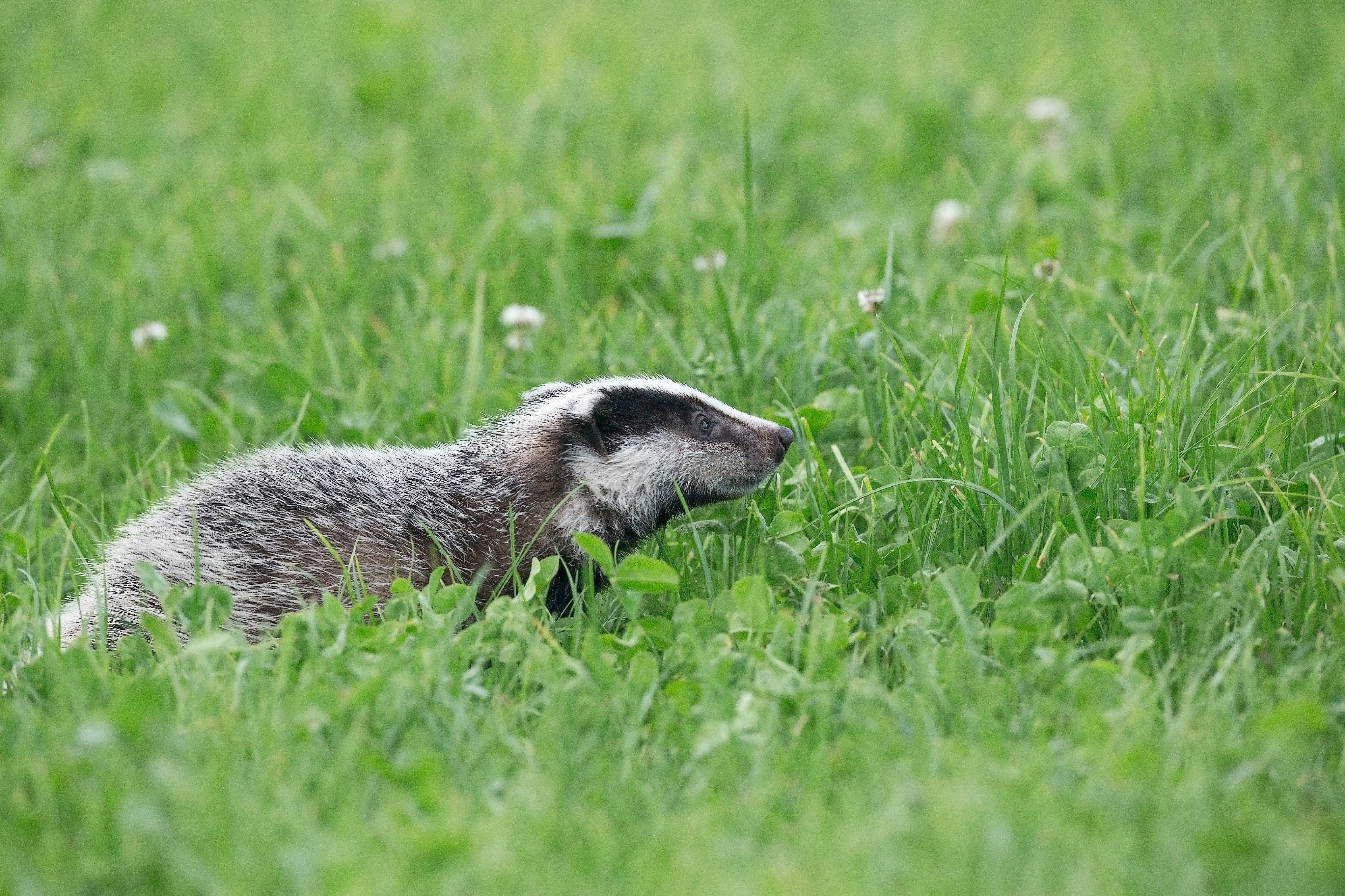 Badger Walking In Green Grass