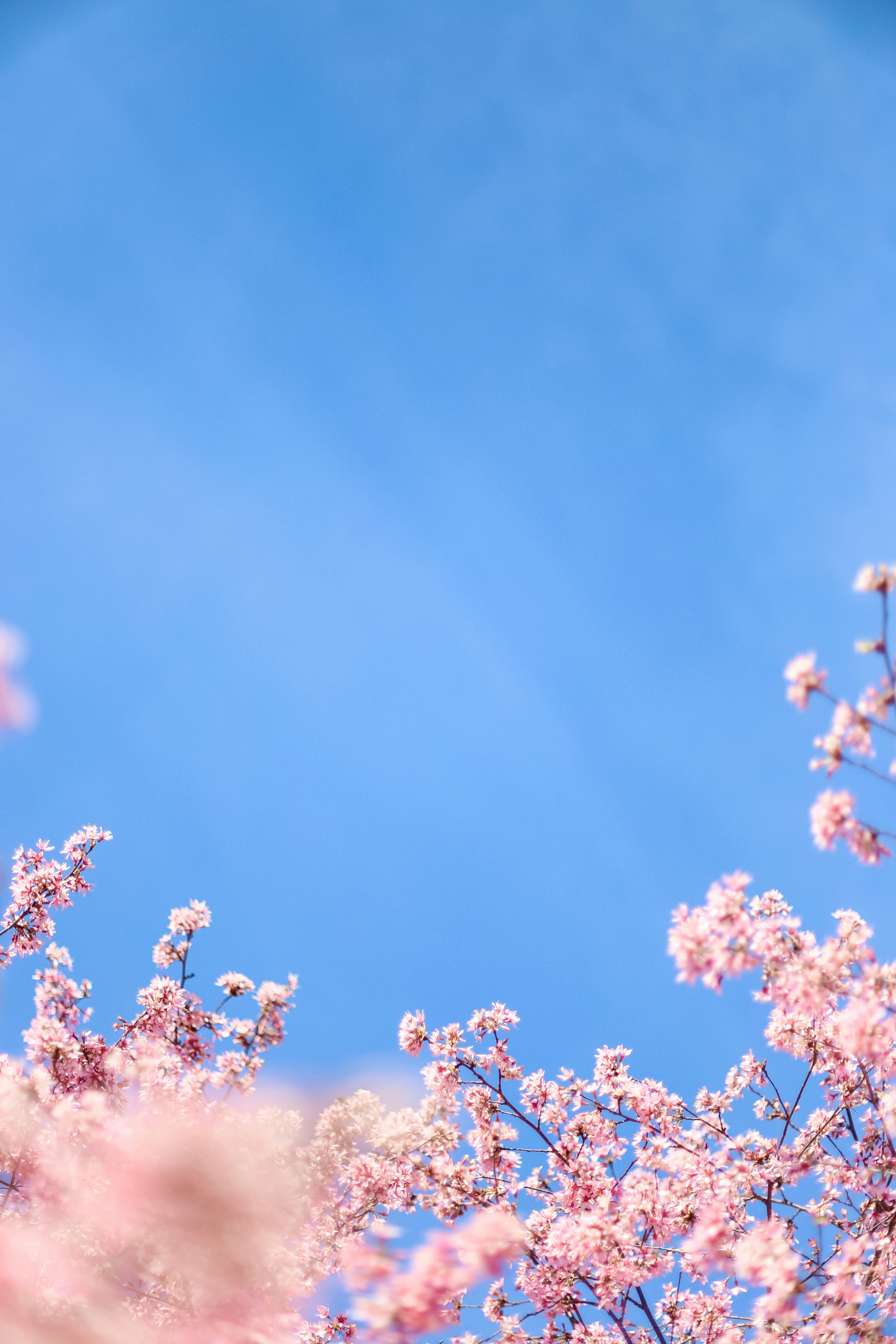 Pink Cherry Blossoms Under Blue Sky