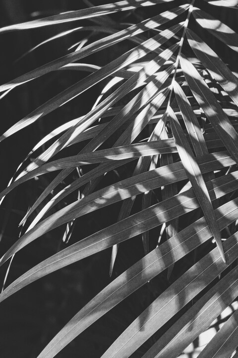 Black and White Close-up of Palm Leaves