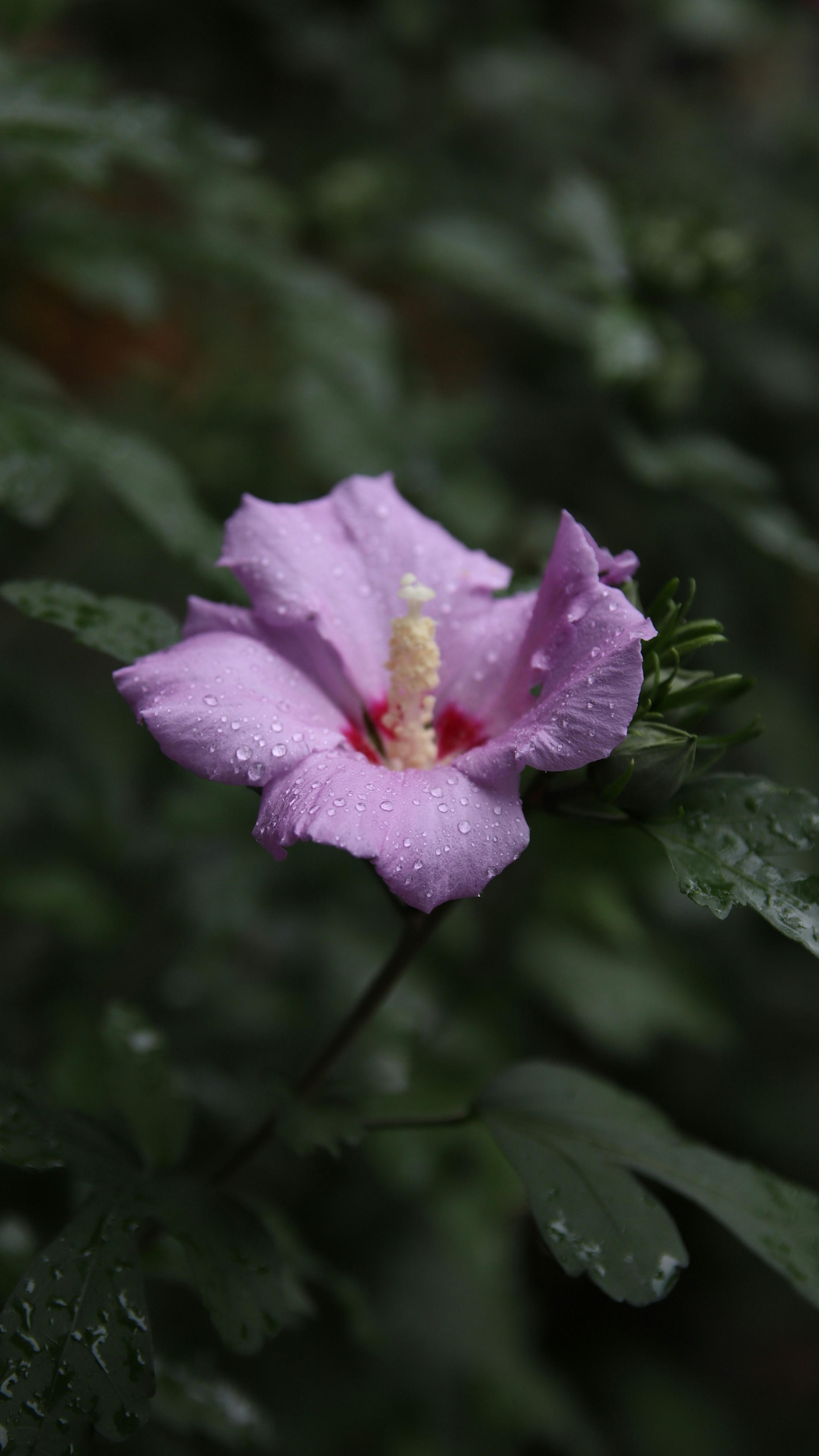 Lavender Rose of Sharon After Rain