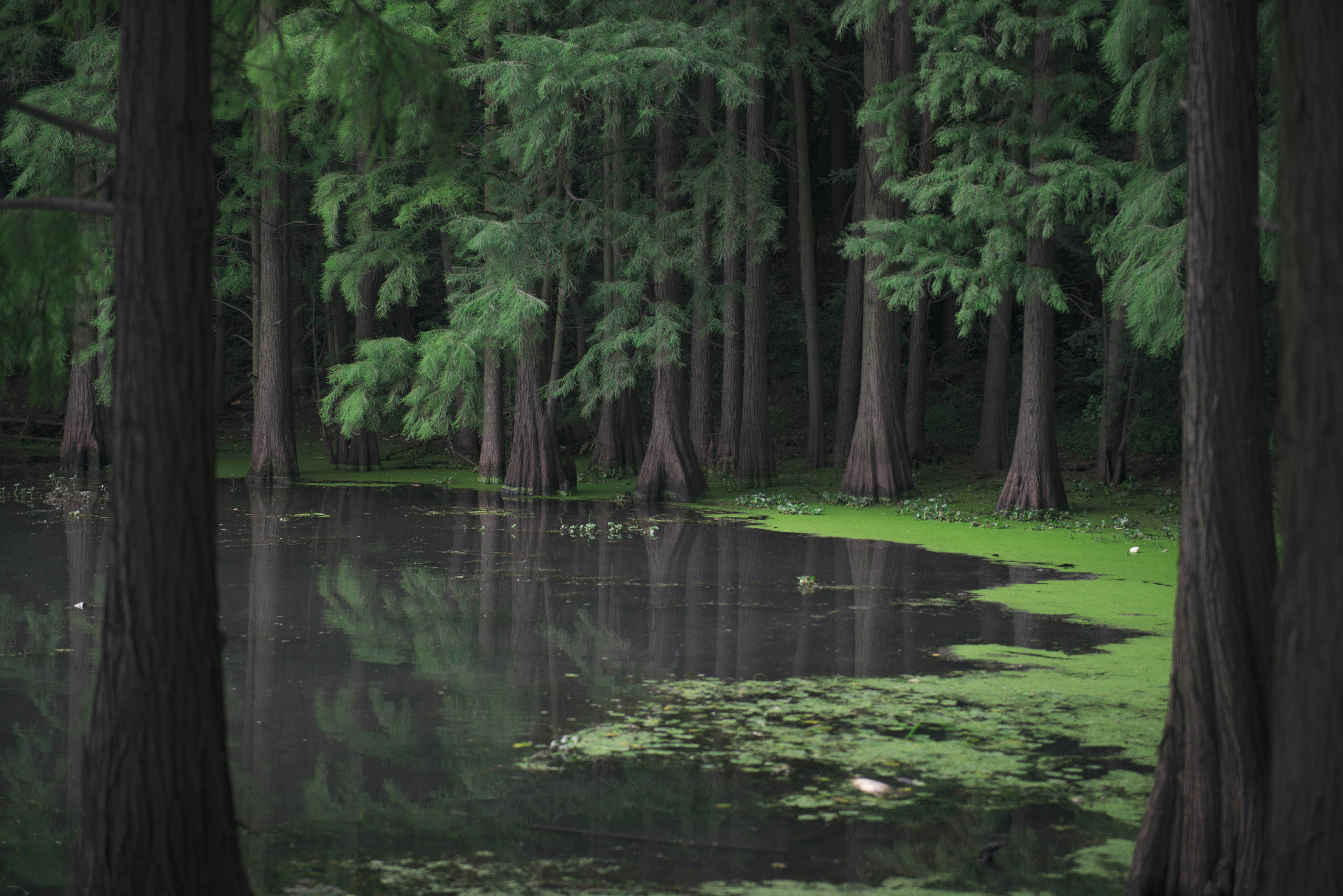 Water Cypress Forest