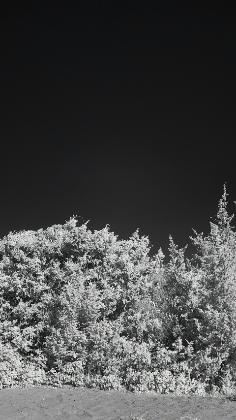 Dense Trees Against Dark Sky