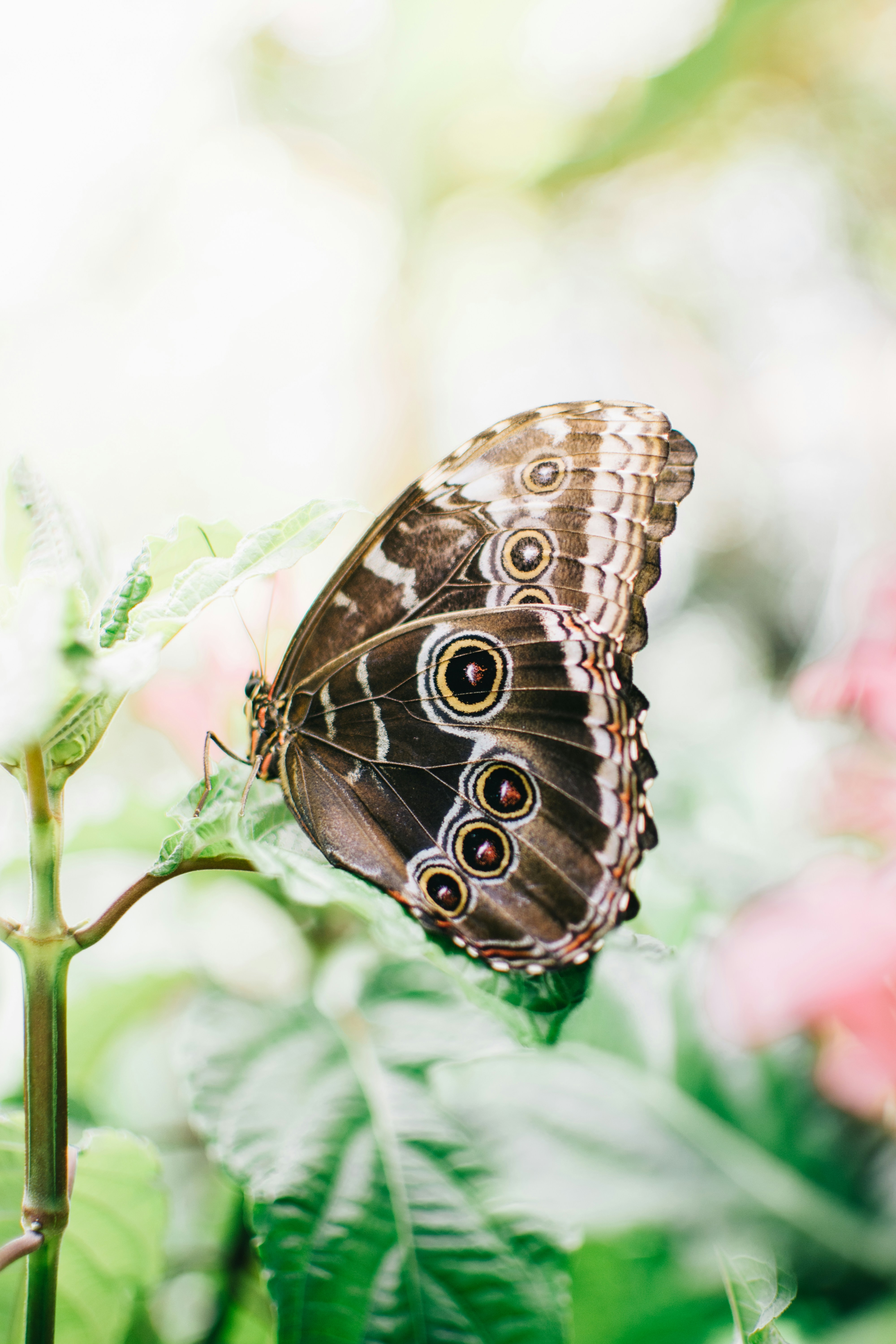Owl Butterfly Resting On Leaf