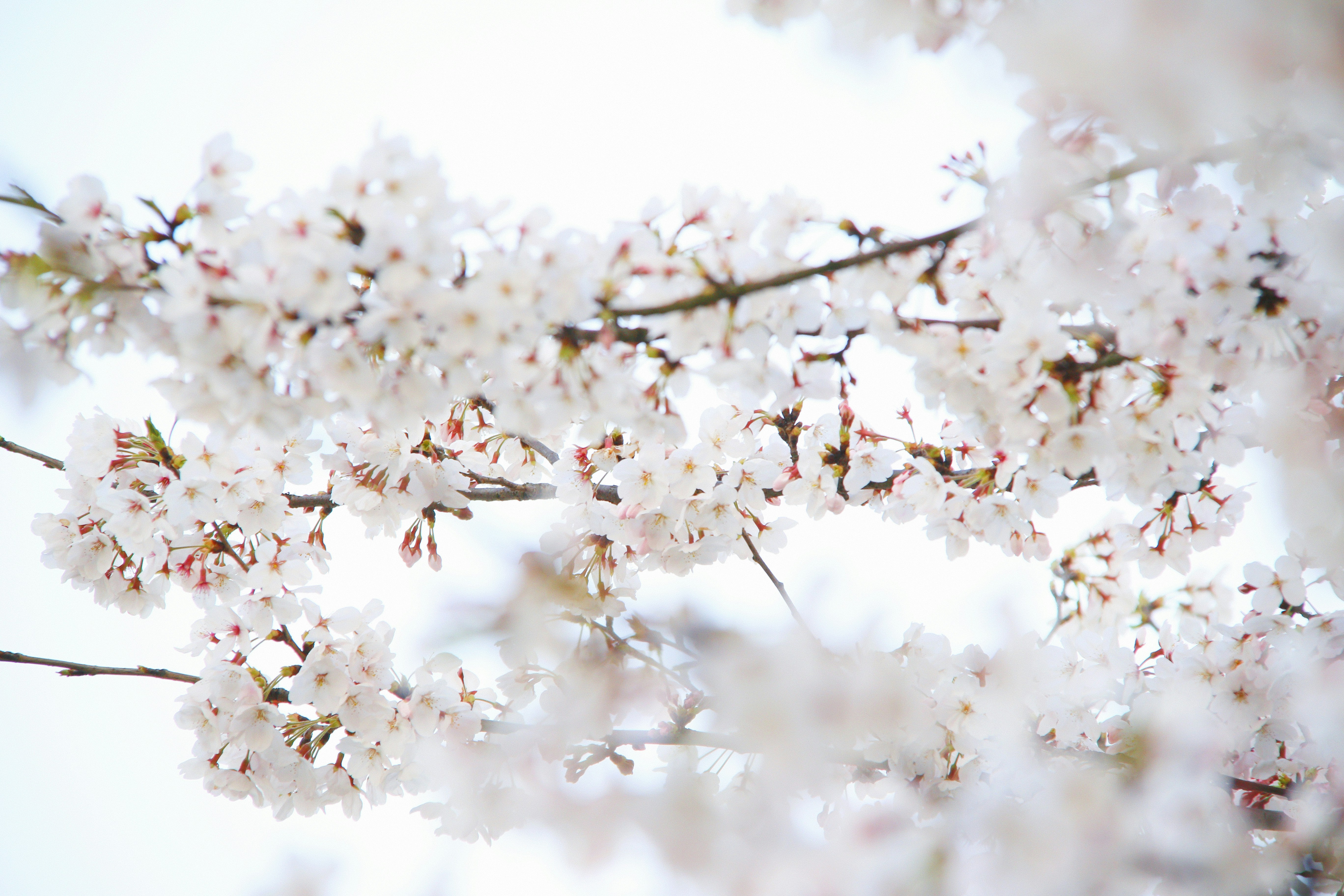 Blooming Cherry Blossom Branches