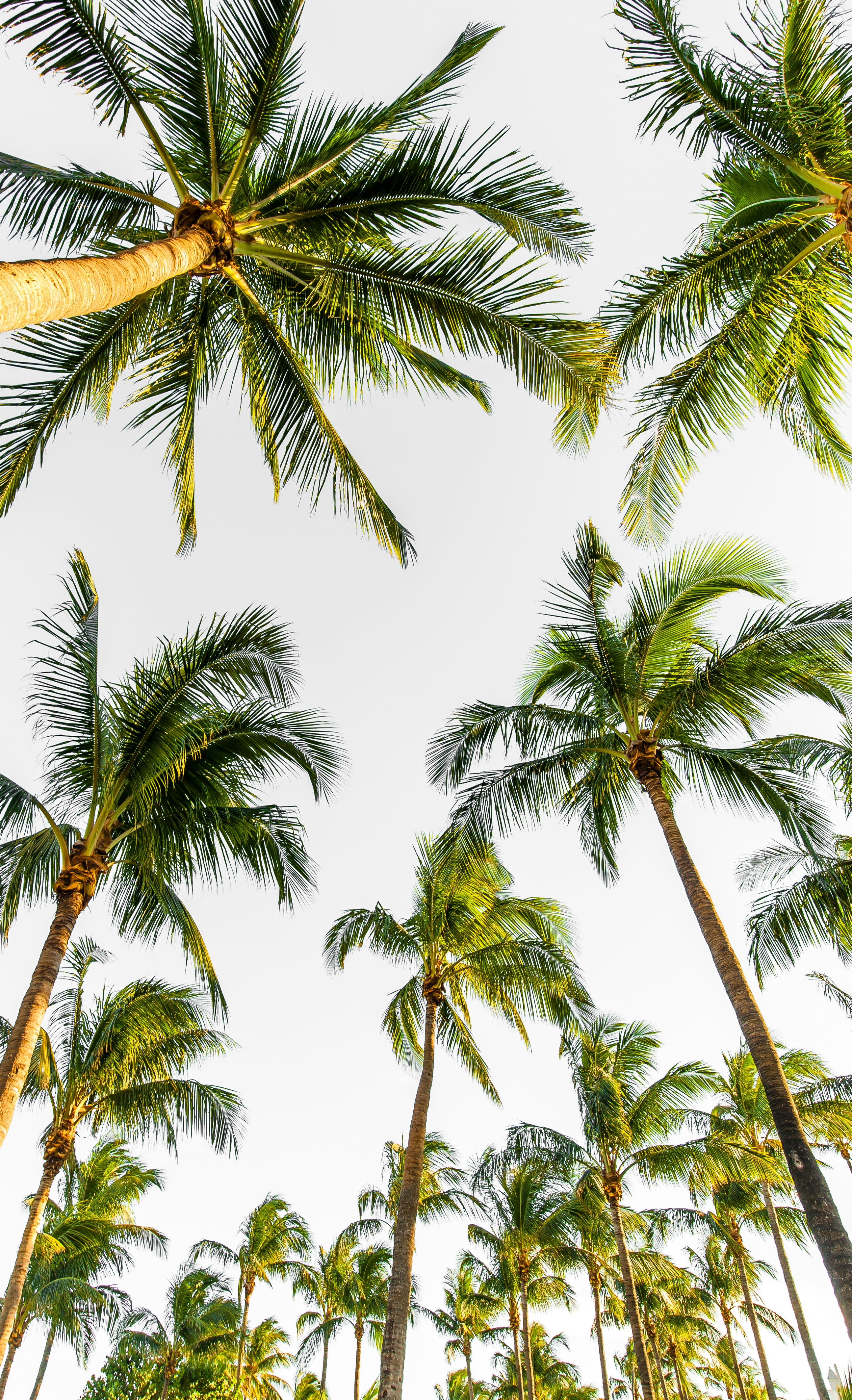 Low Angle View of Coconut Palms