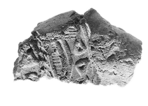 Fossil Imprint Embedded in Rock