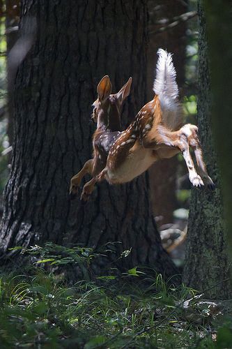Leaping Fawn in the Forest
