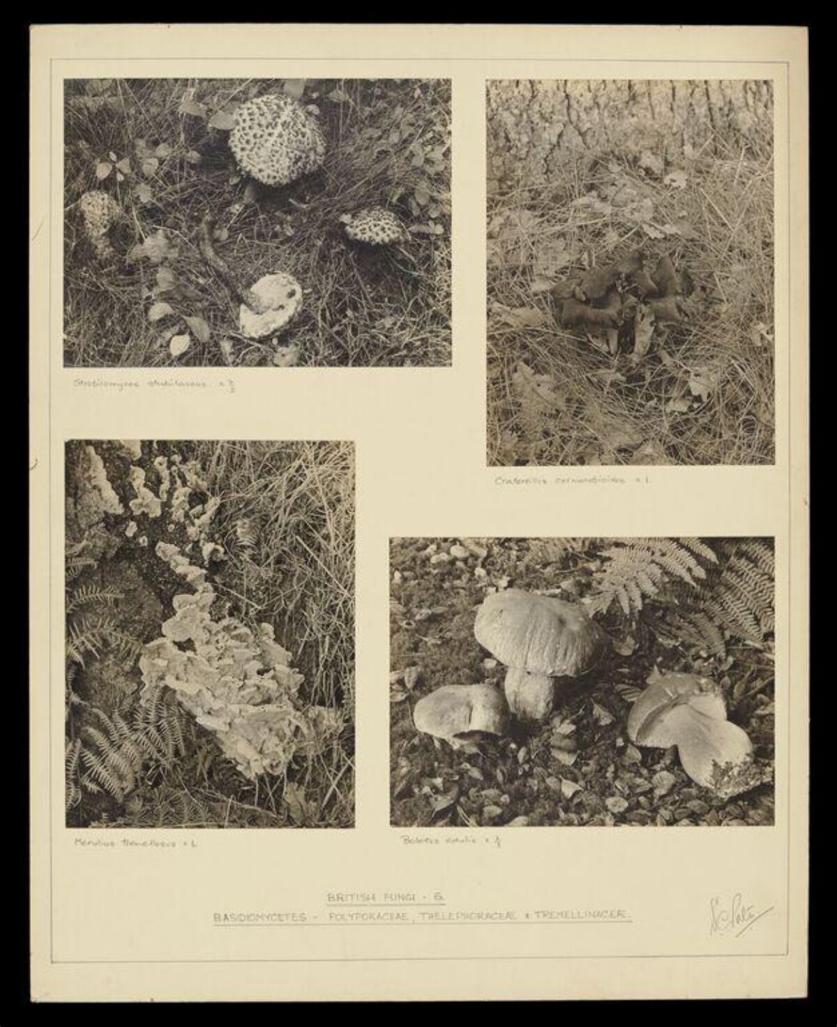 Vintage British Fungi Photographic Plate