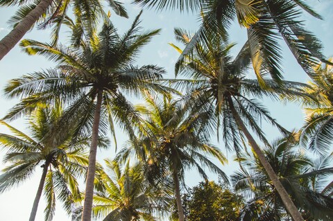 Low Angle View of Coconut Palms