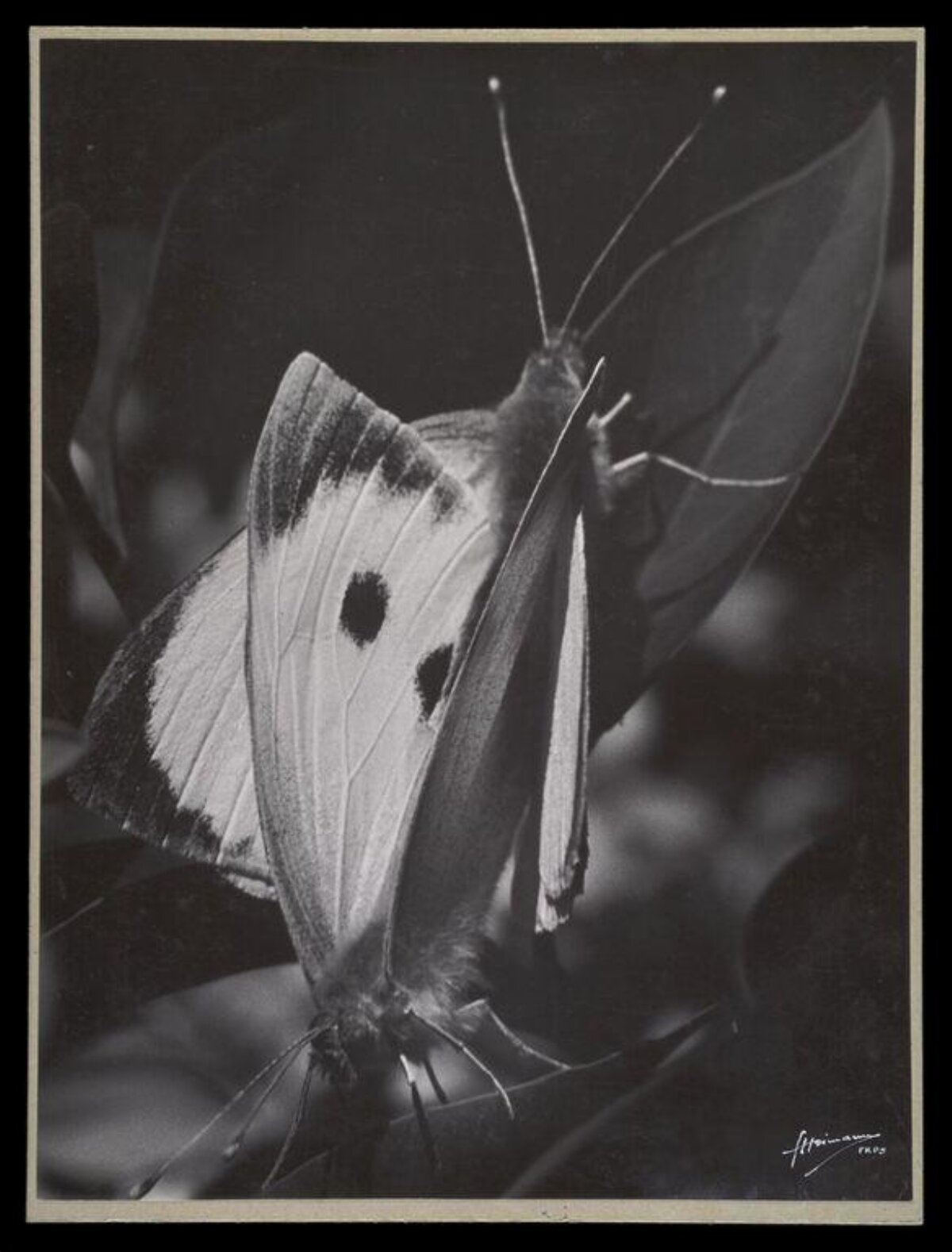 Two Butterflies Perched on Leaves