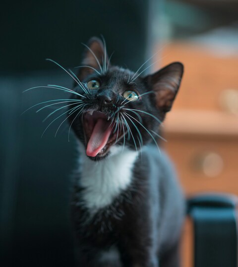 Black and White Kitten Yawning