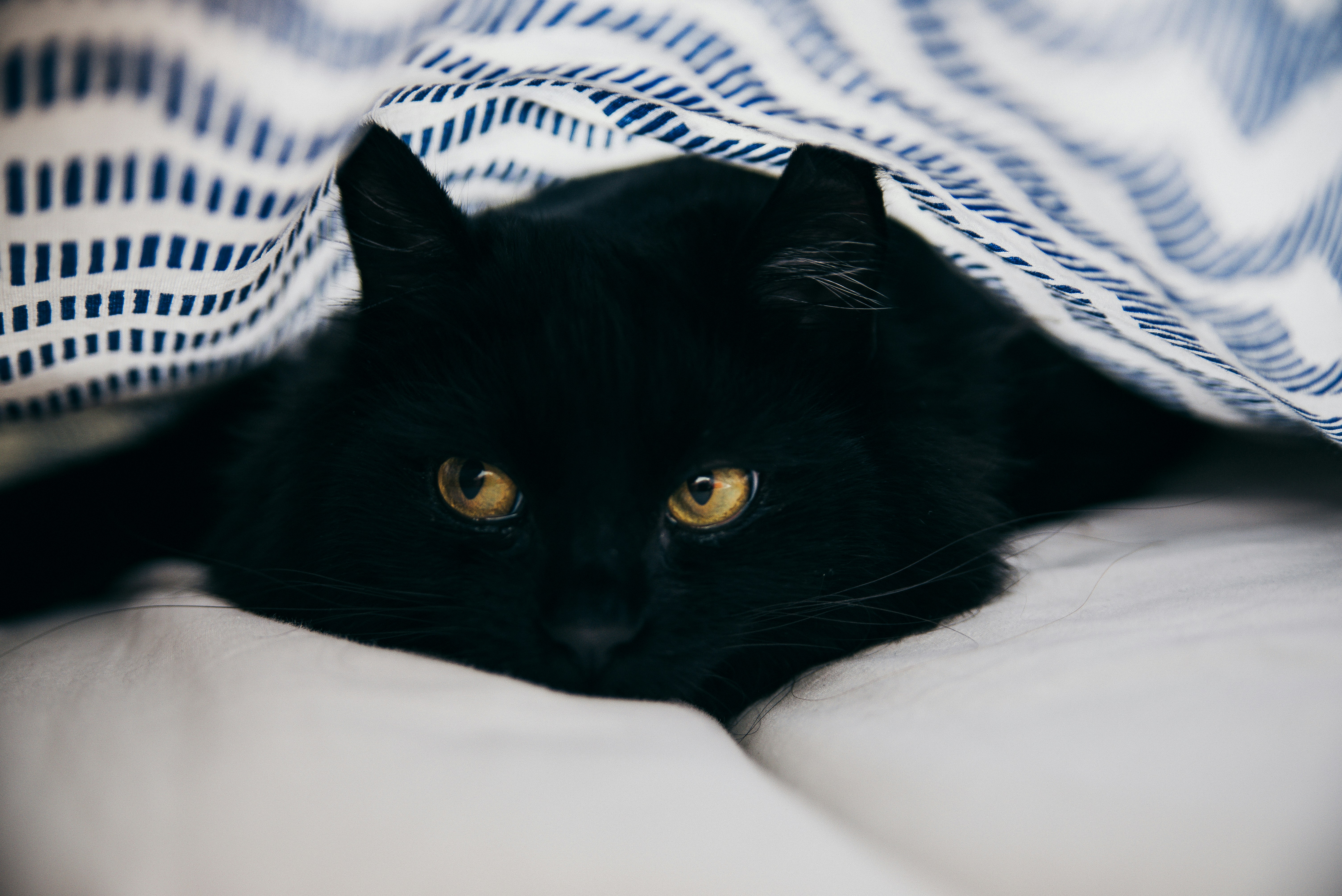 Black Cat Hiding Under Bed Covers — Desktop Wallpapers