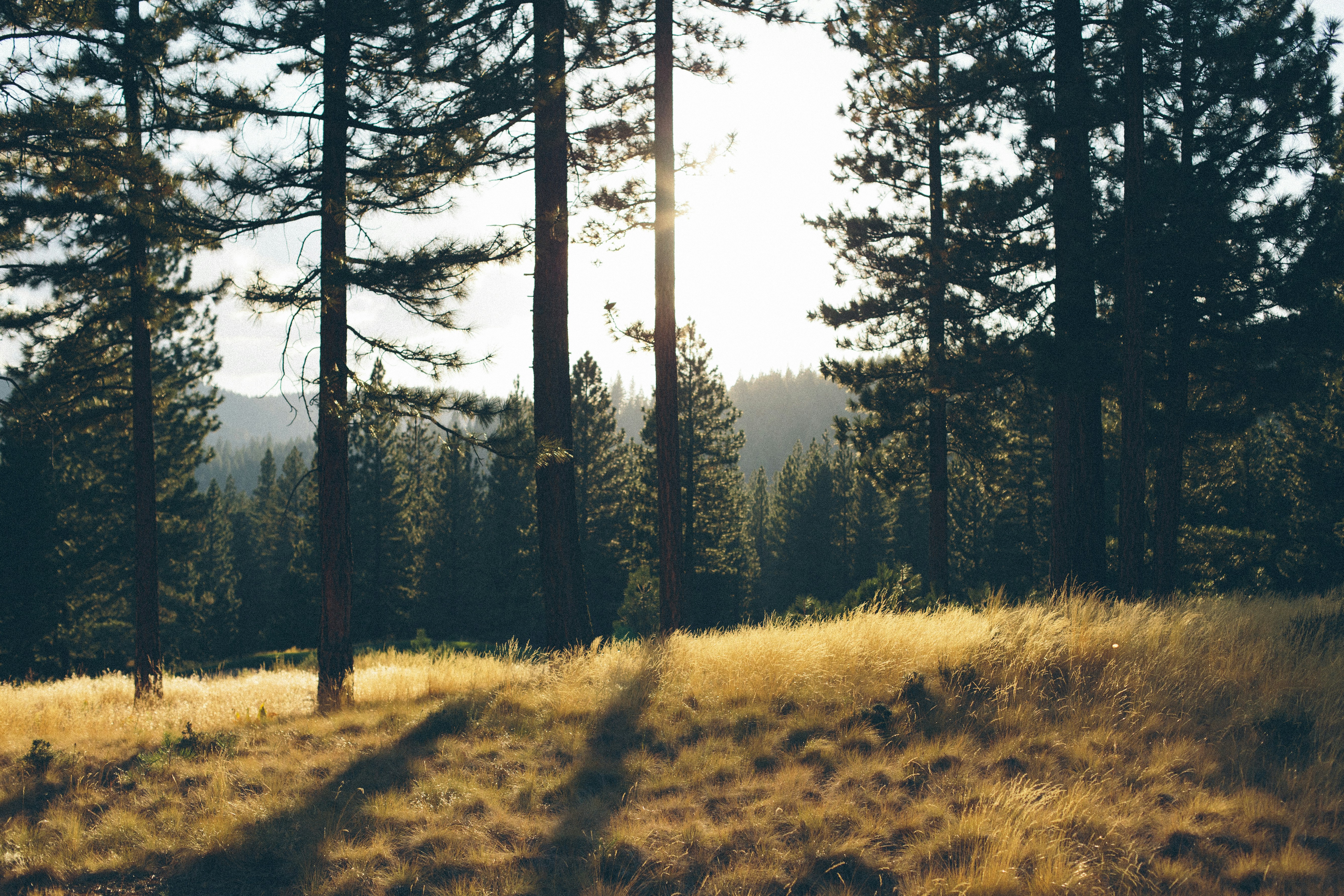 Sunlit Pine Forest Meadow