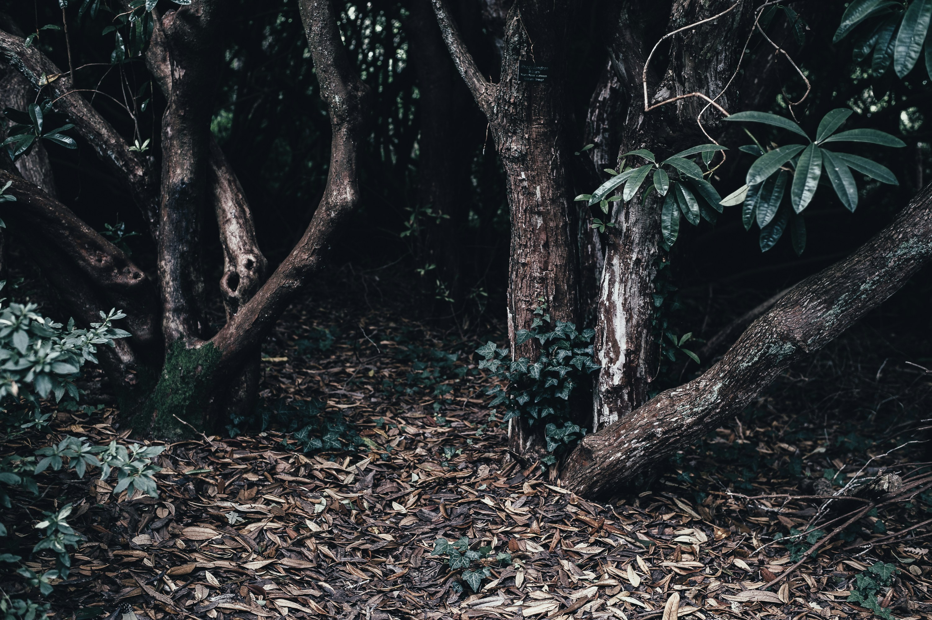 Dim Forest Path Among Twisted Old Trees