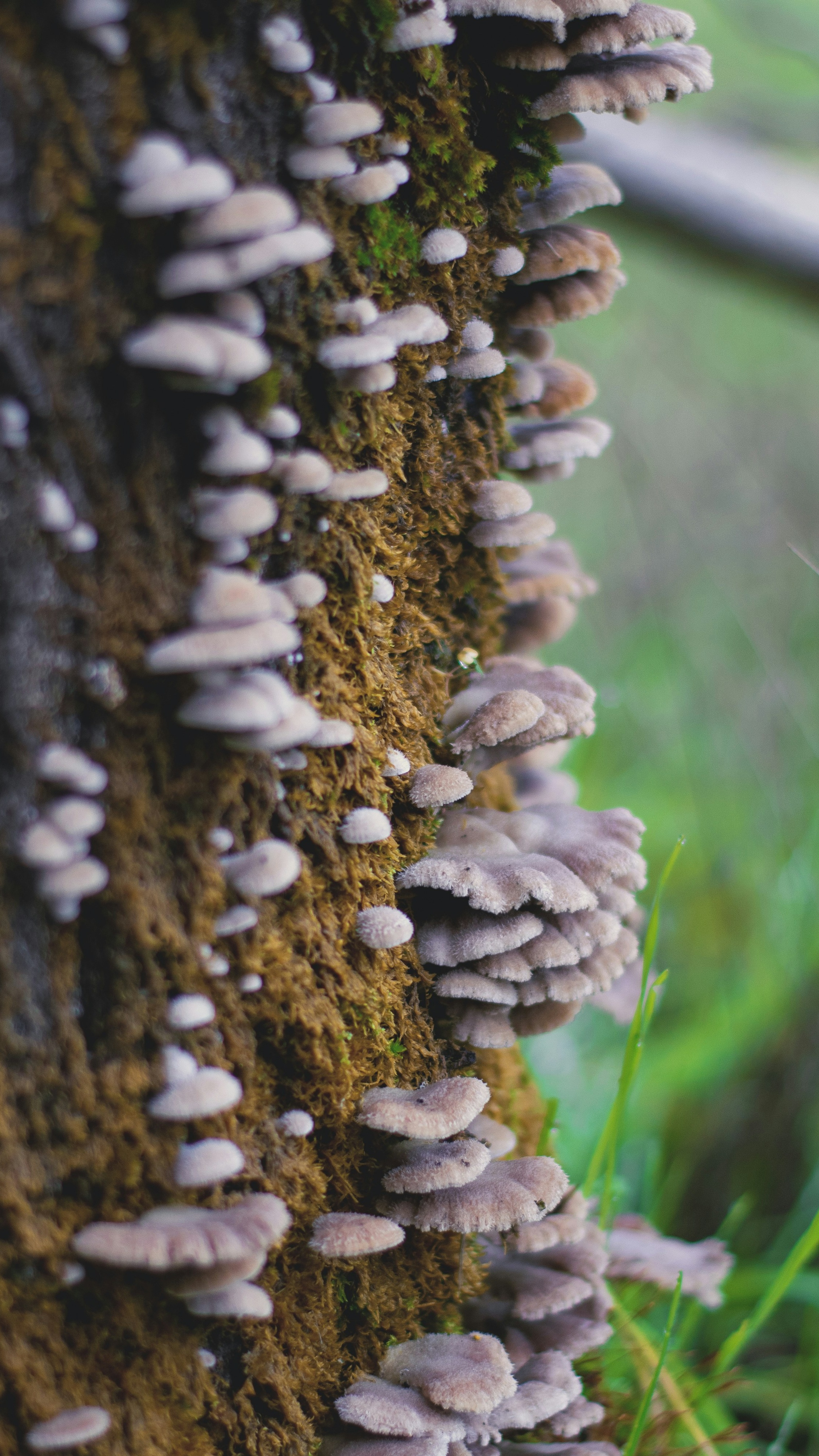 Mushrooms Growing on Mossy Tree Trunk