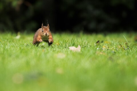 Red Squirrel Running on Green Grass