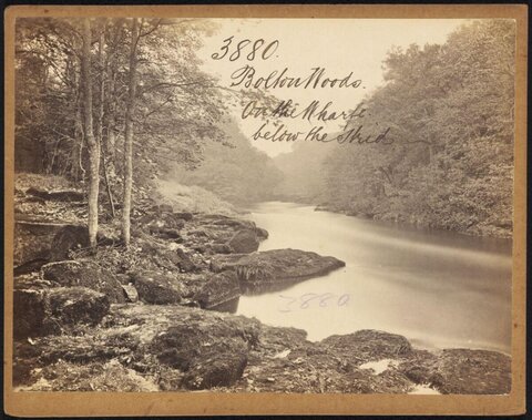 Bolton Woods on the Wharfe River