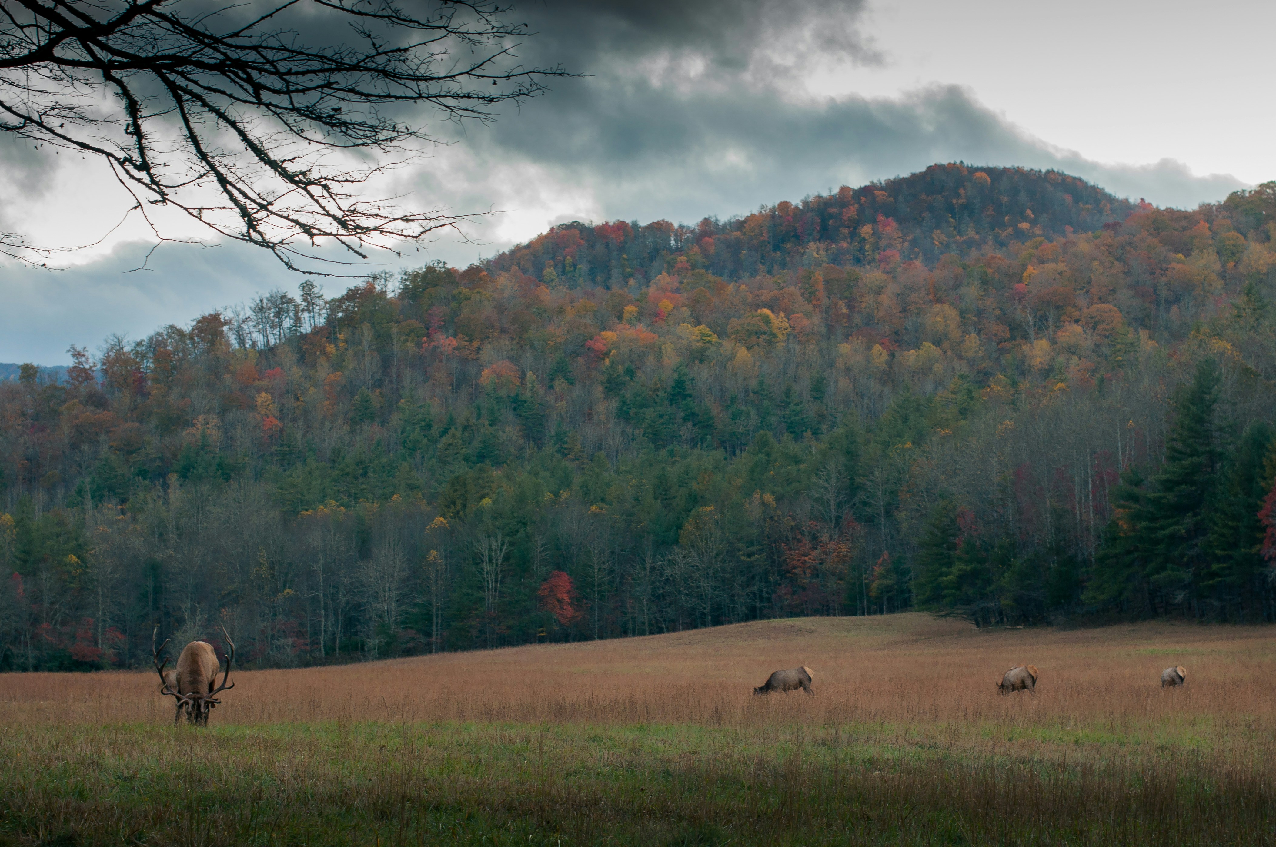 Elk Grazing in Autumn Mountain Meadow