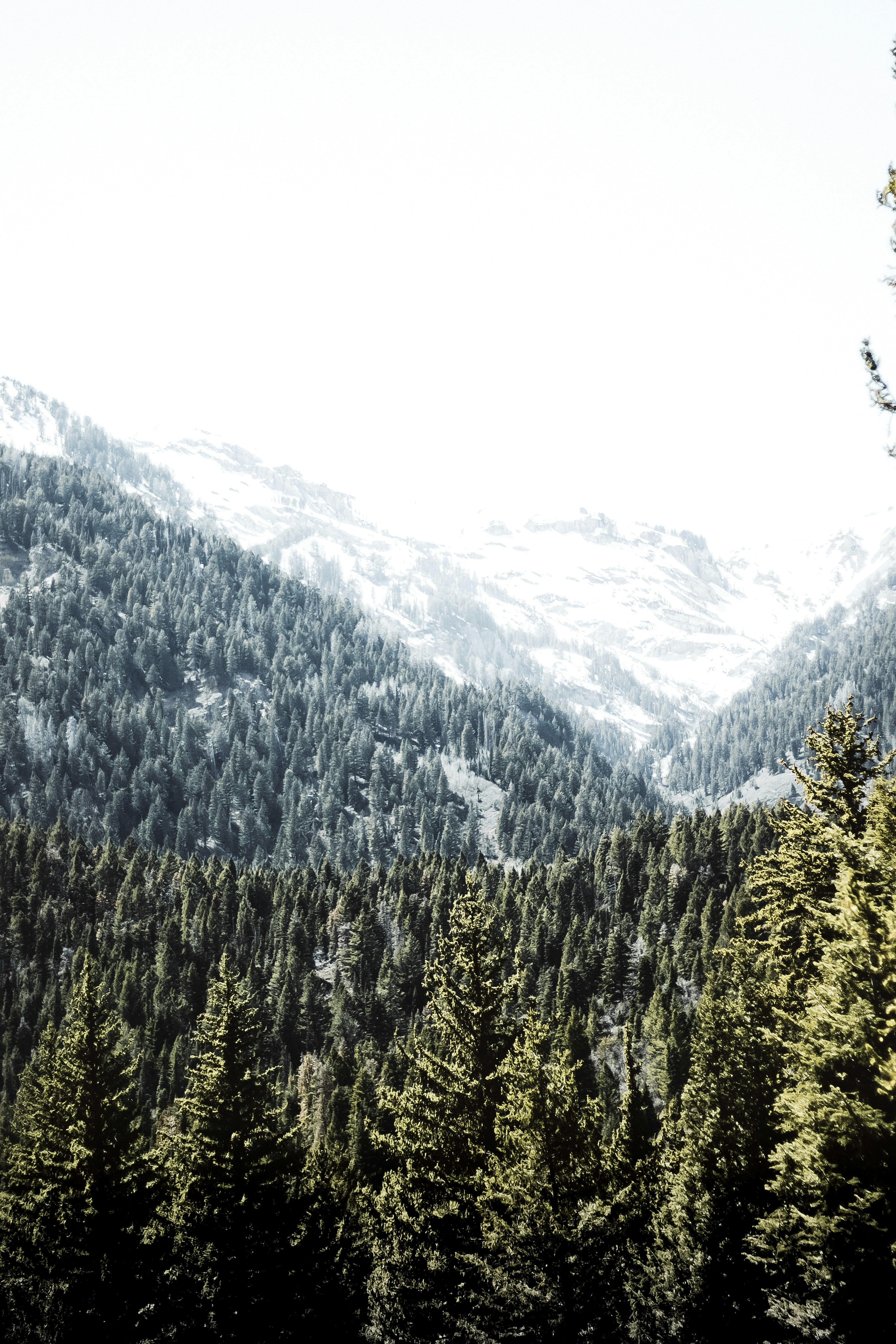 Coniferous Forest and Snowy Mountains