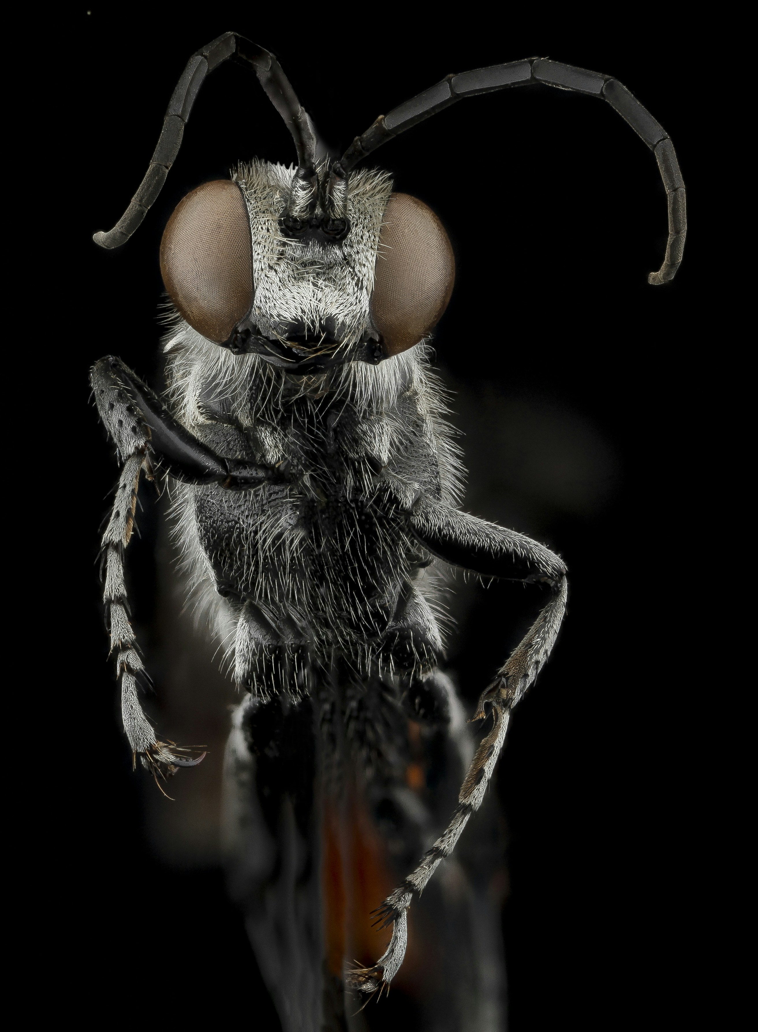 Macro Portrait of a Wasp