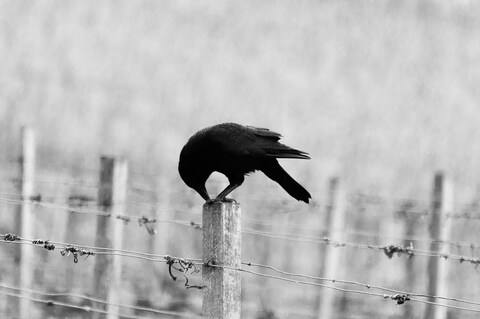 Crow Perched on Wooden Fence Post
