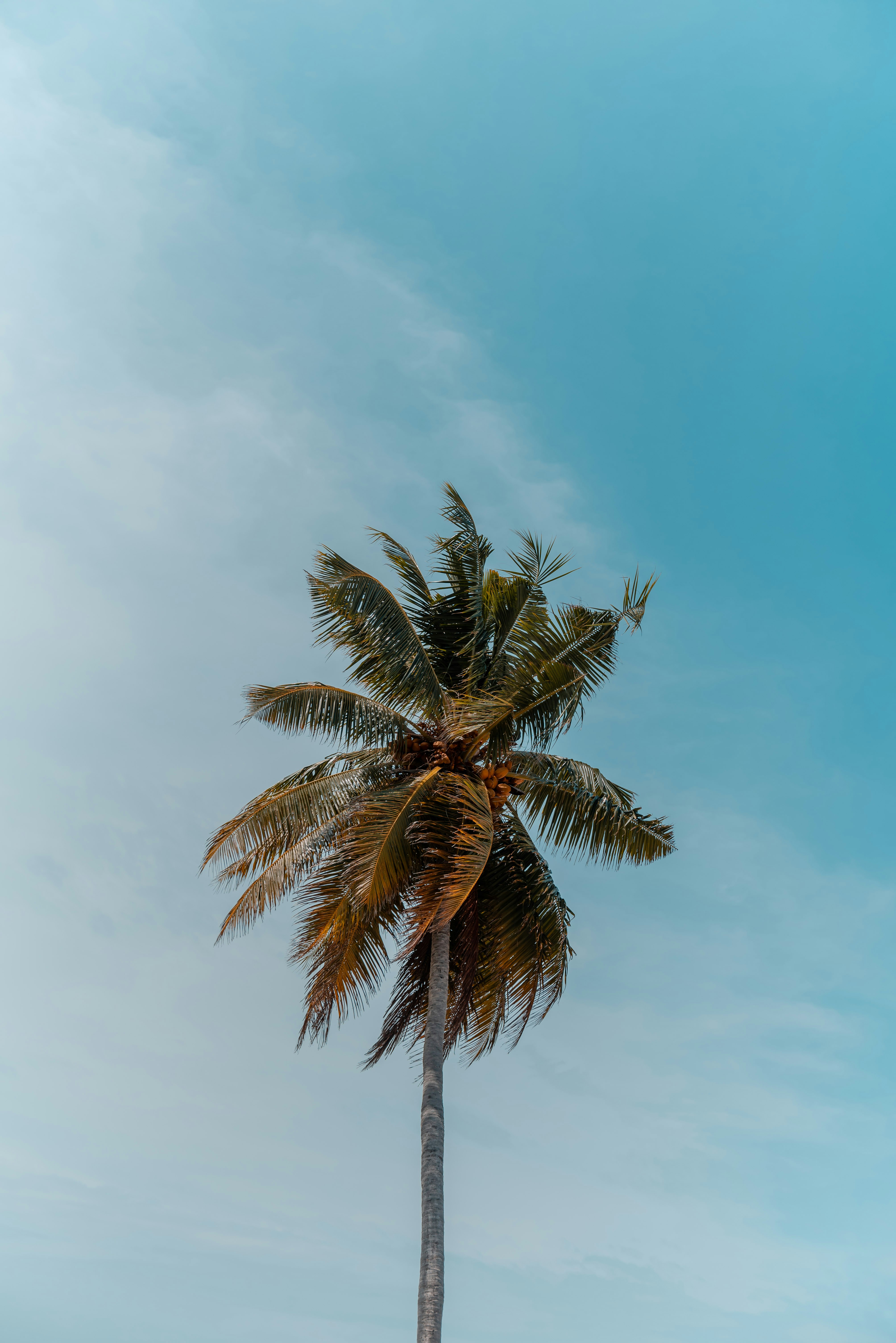 Coconut Palm Against Clear Blue Sky