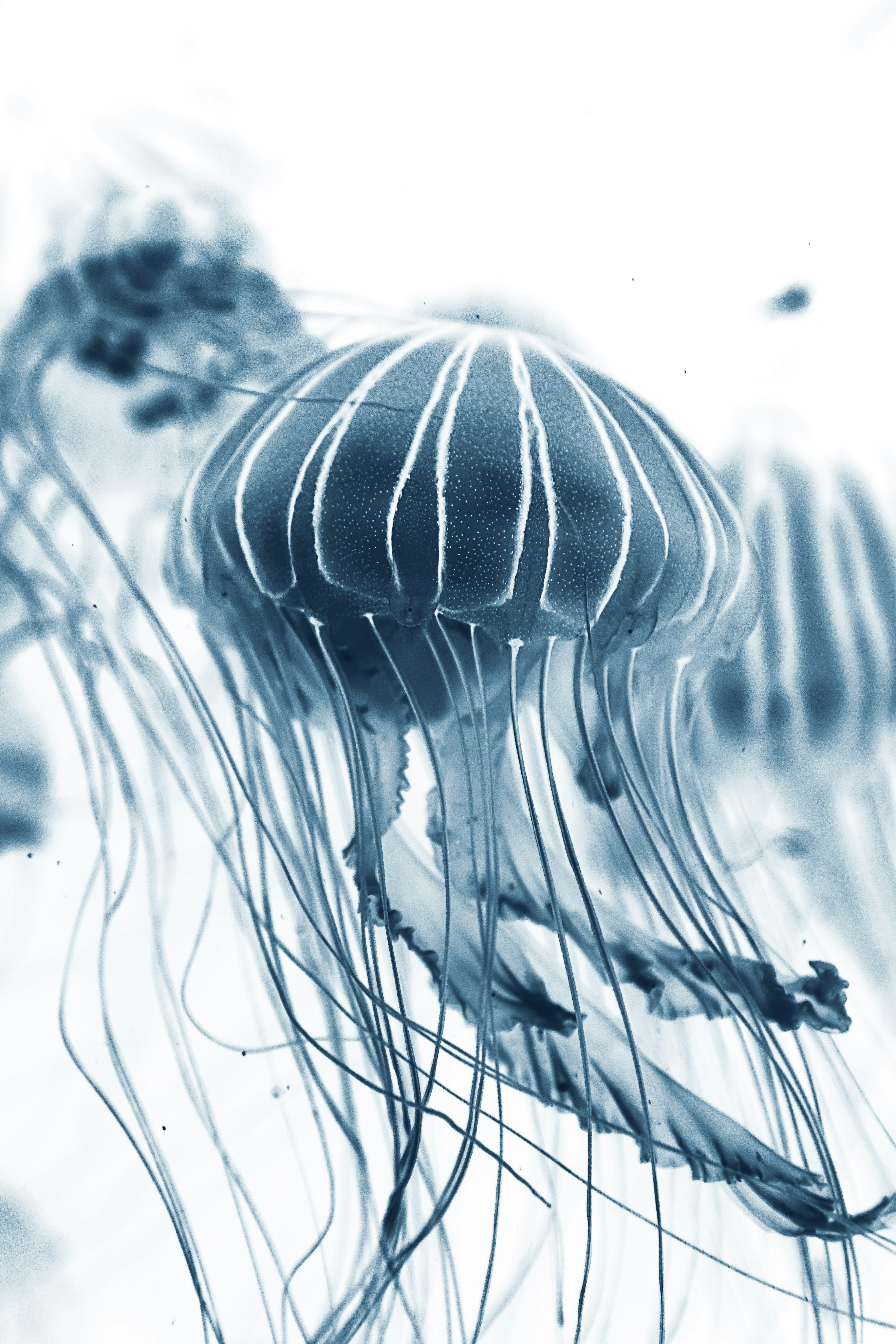 Blue Striped Jellyfish