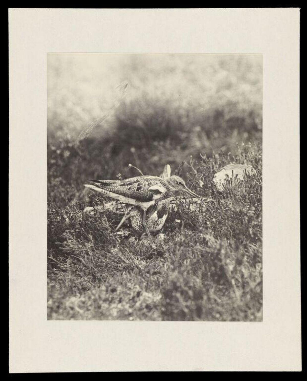 Two Wading Birds on Moorland
