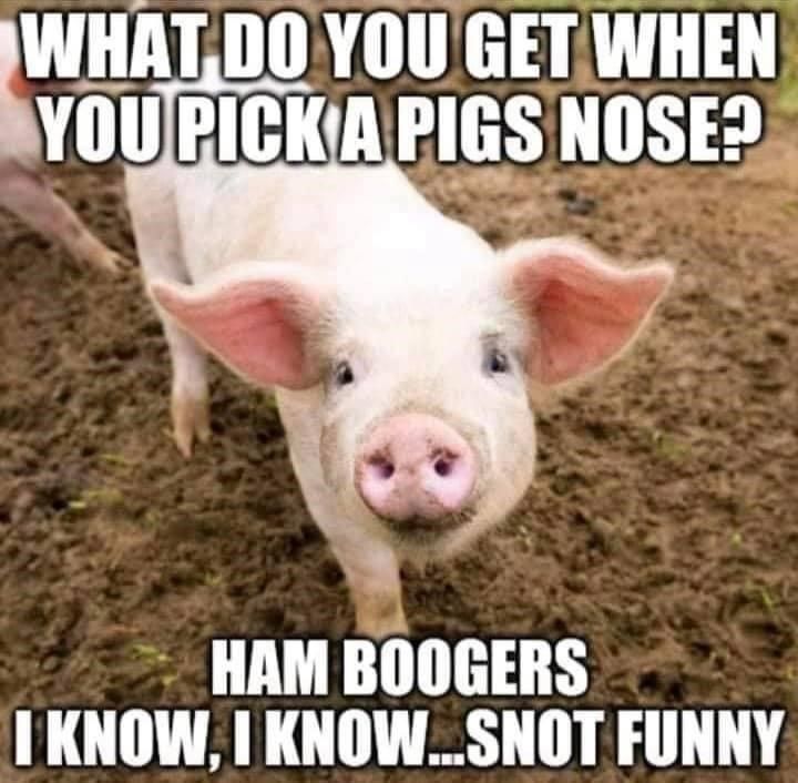 Dad Joke Pig Meme