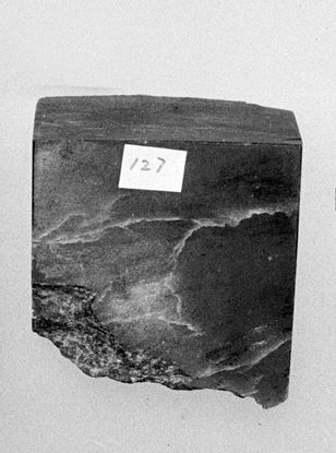 Number 127 Rock Specimen