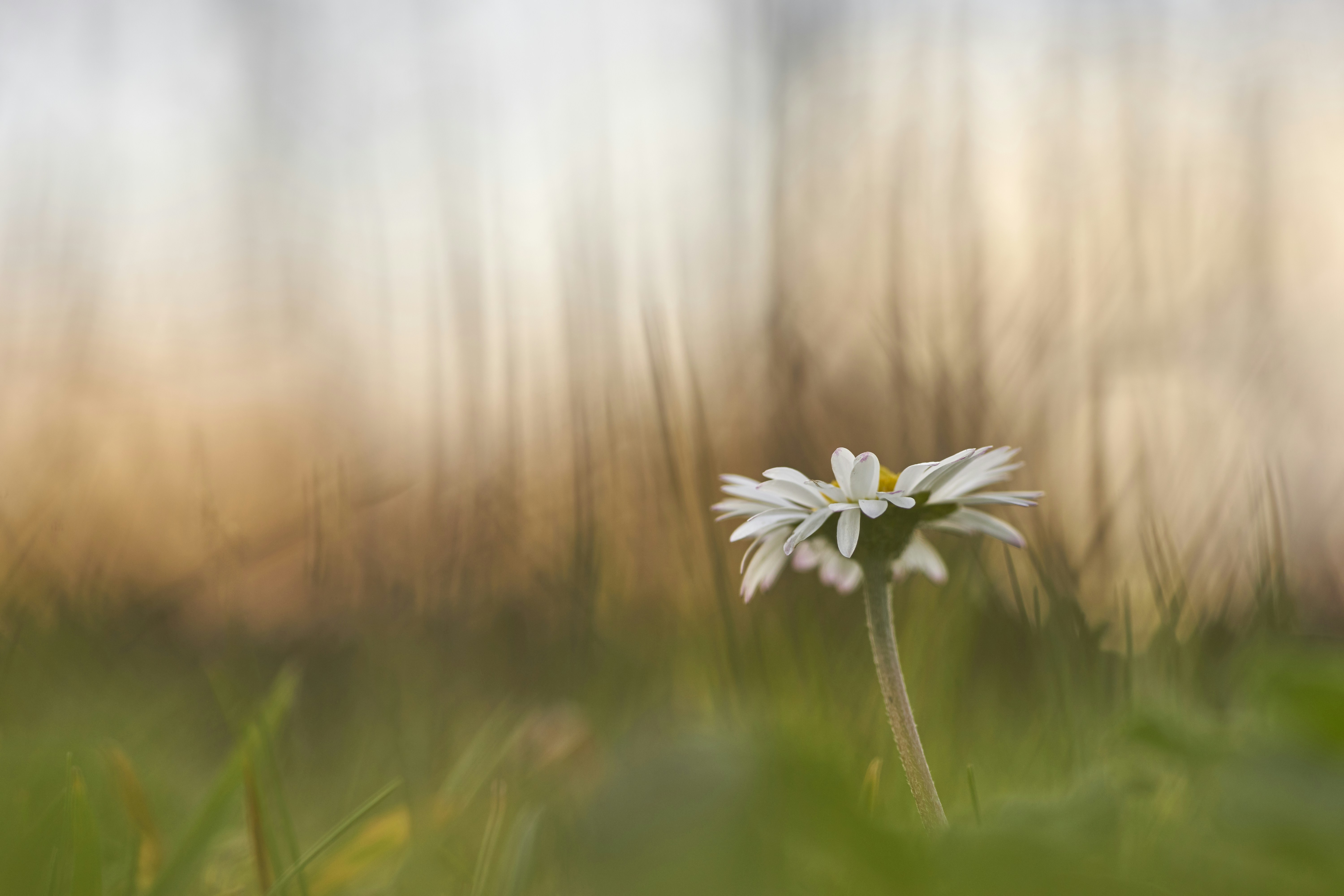 Single Daisy in Green Grass