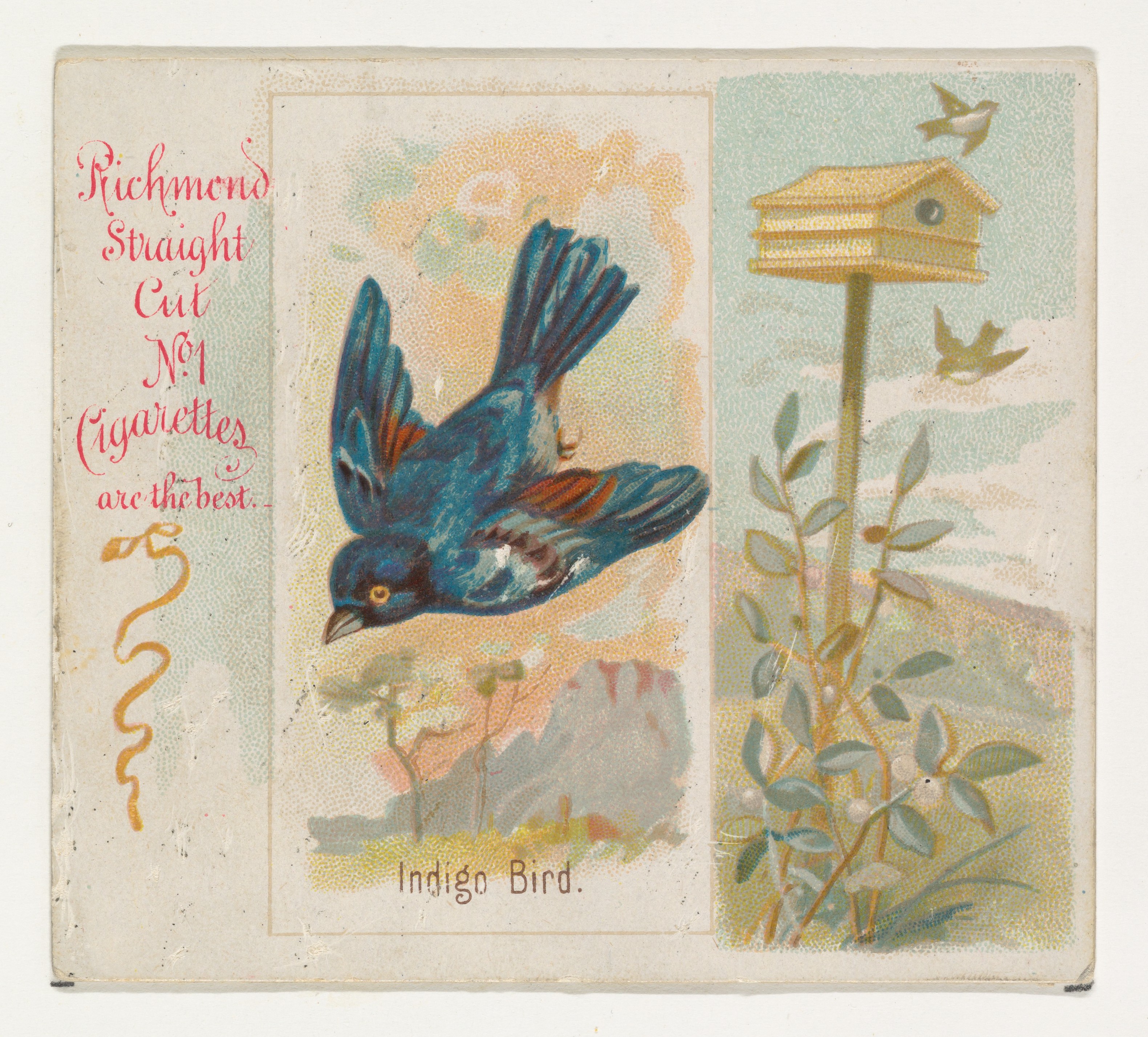 Vintage Indigo Bird Cigarette Card