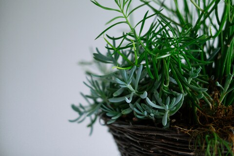 Mixed Succulents in Wicker Basket