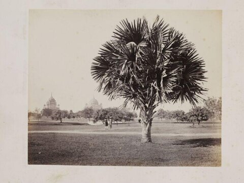 Palm Tree in Historic Park