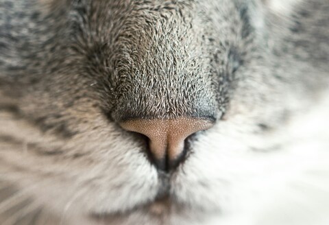 Close-up of a Cat's Nose