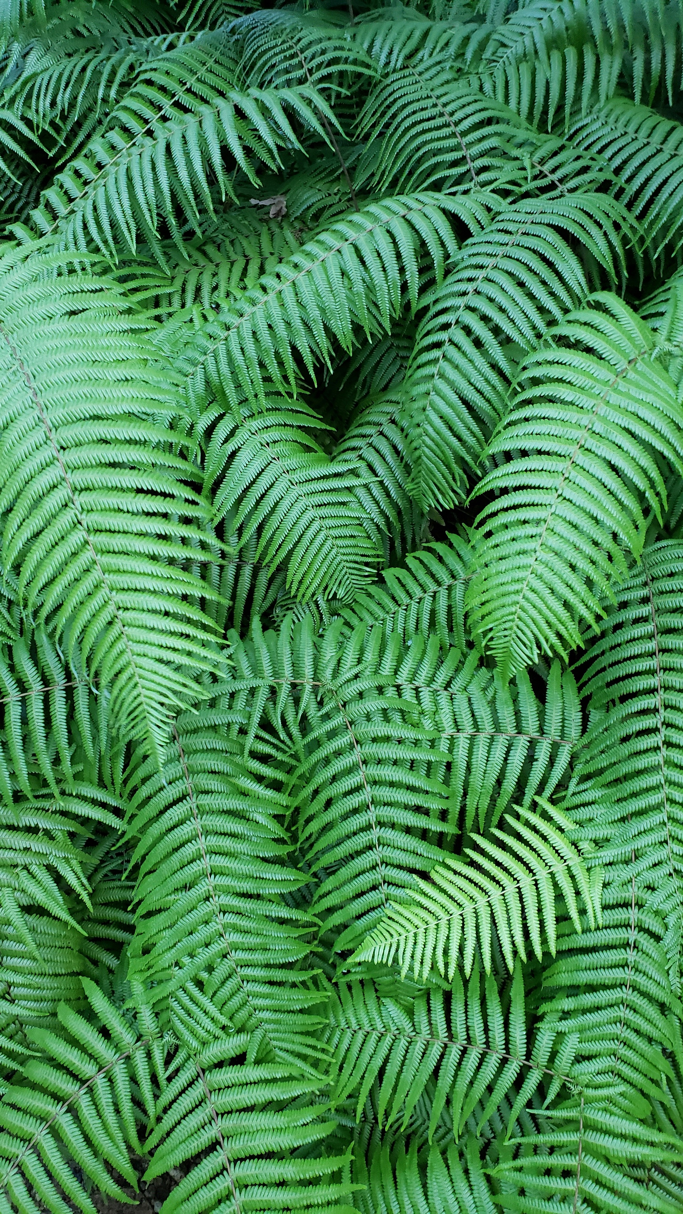 Wallpapers