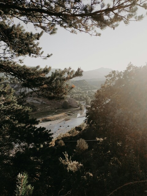 Valley River View Through Pines