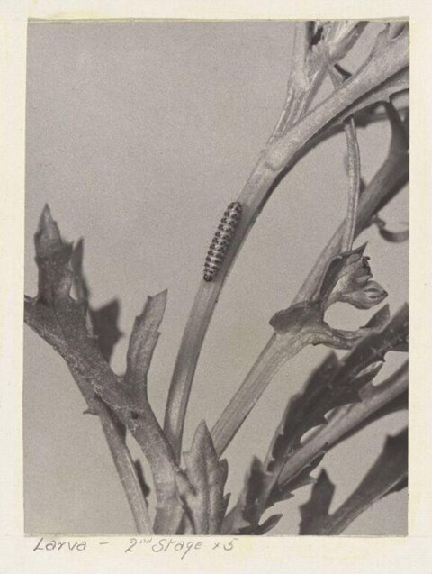 Second Stage Larva on Plant Stem