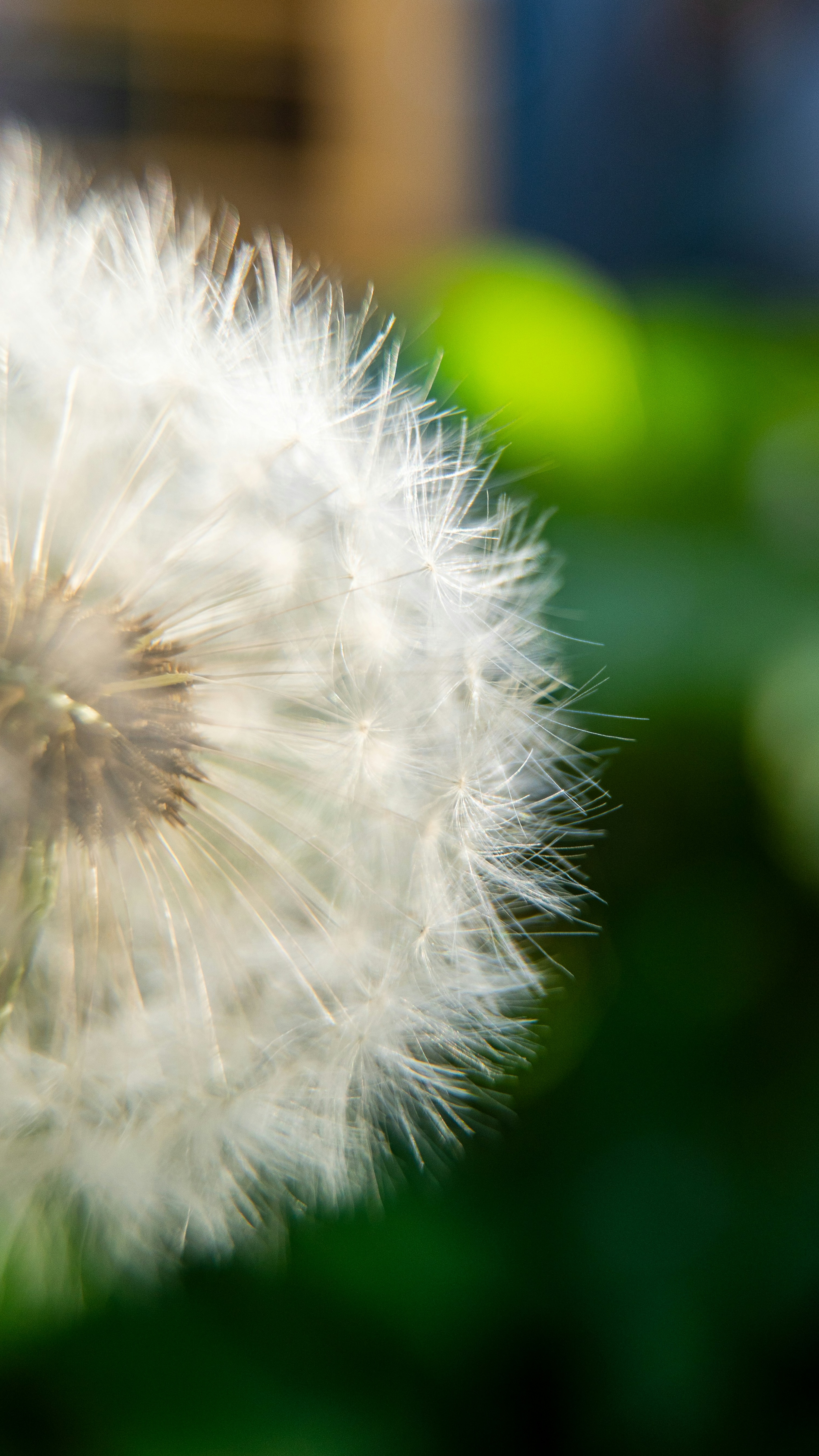 Close-up of Dandelion Seed Head